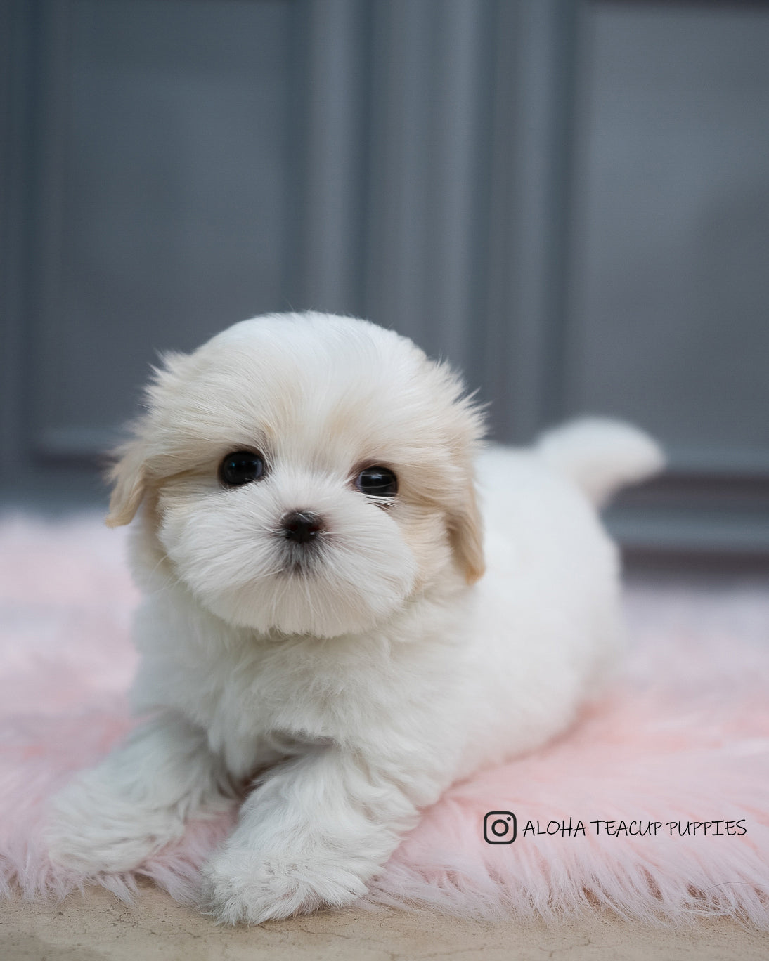 Austin [Mini Coton De Tulear]