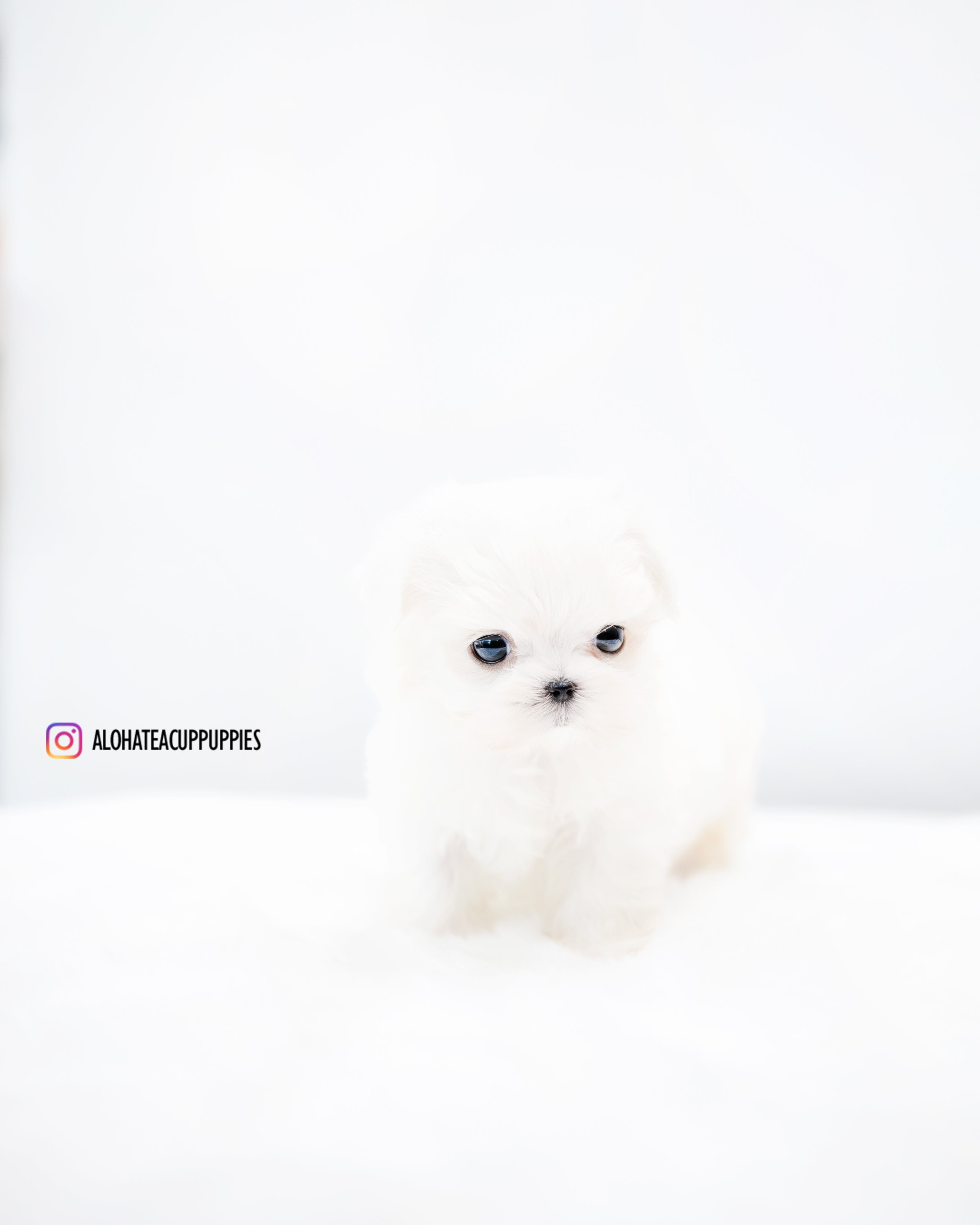Evan [TEACUP MALTESE]