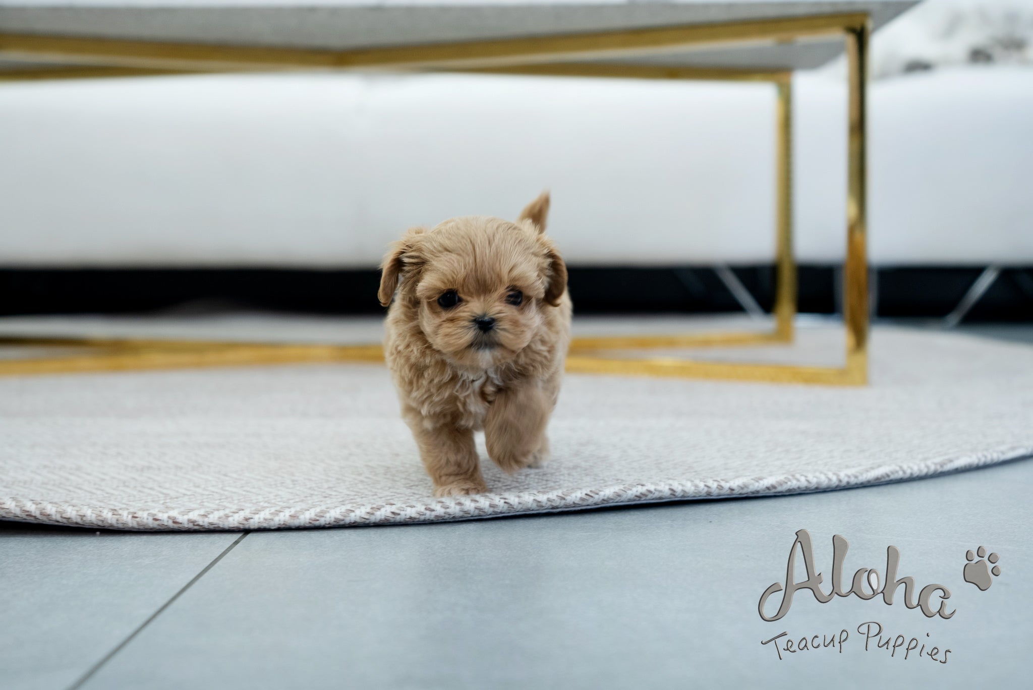 Coiln [TEACUP MALTIPOO]