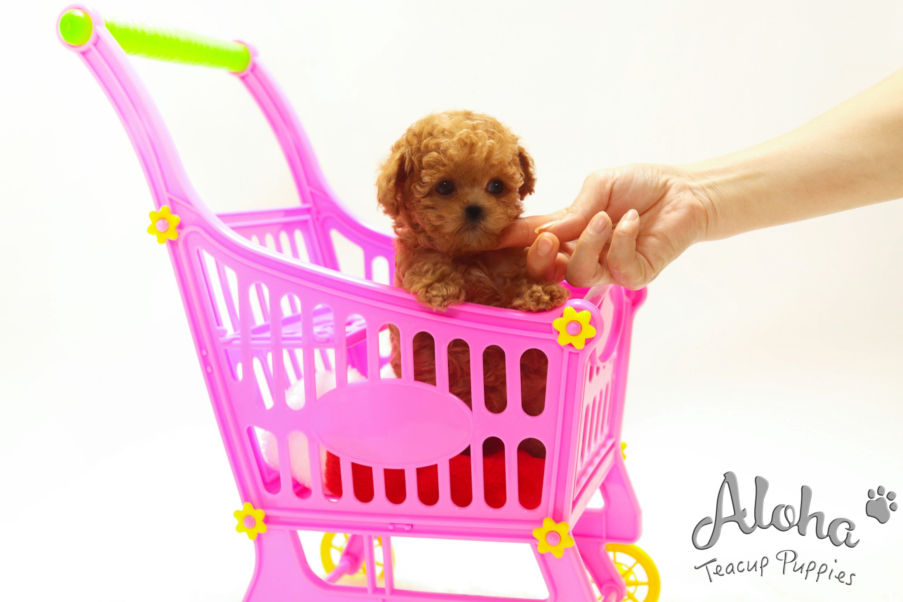 Vendido a Edna, Rose [CANICHE TACITA DE TÉ]