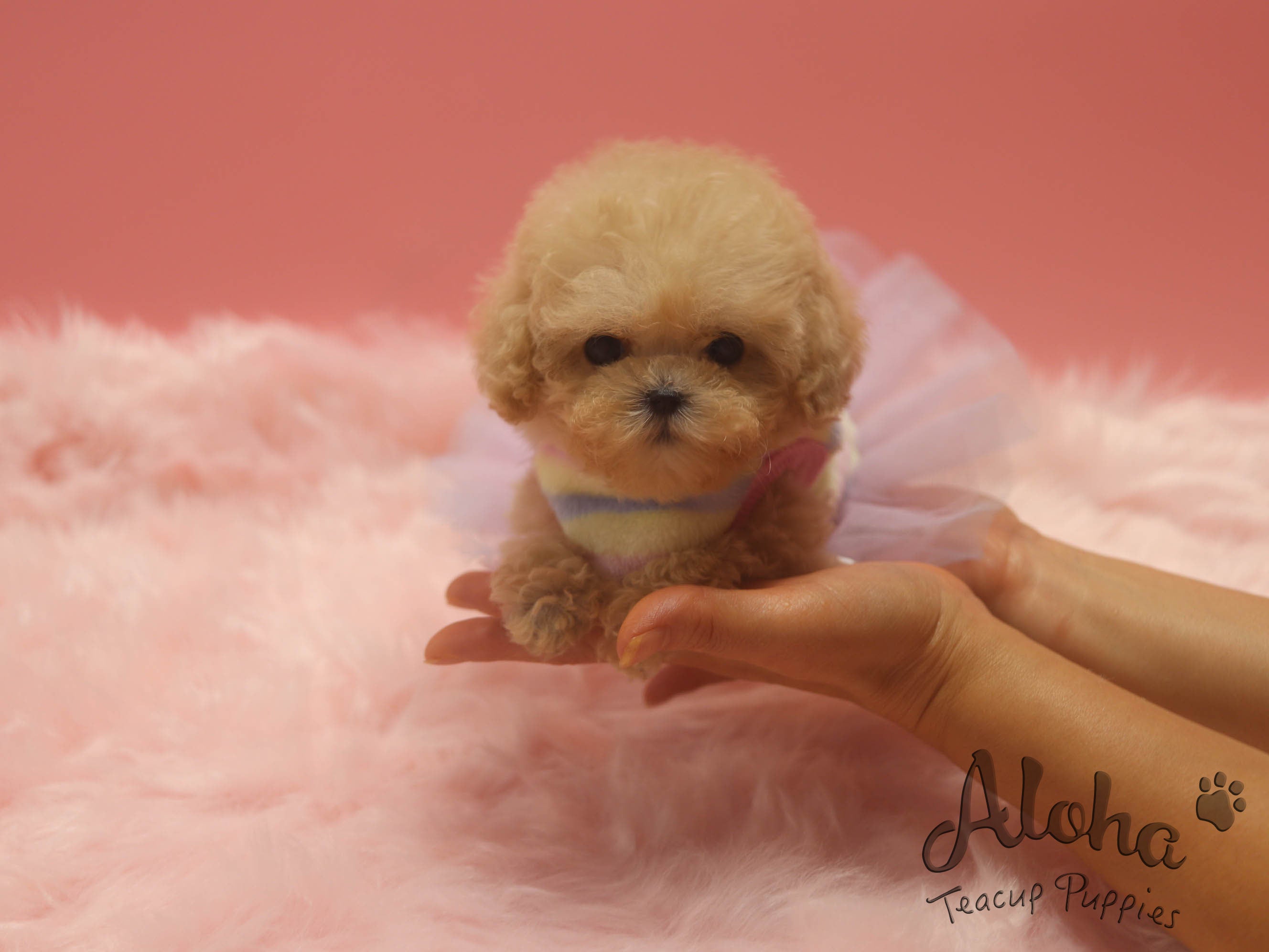 Ringo [TEACUP MALTIPOO]