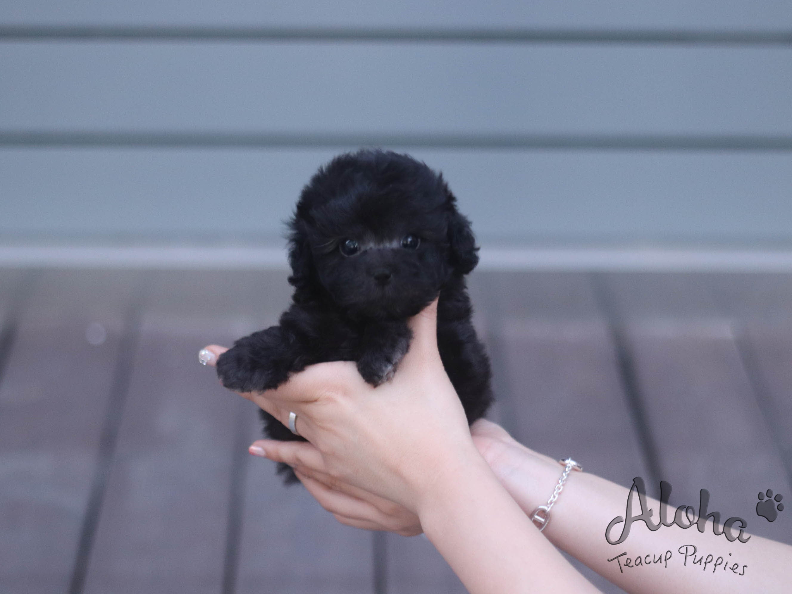 RUBY [TEACUP POODLE]