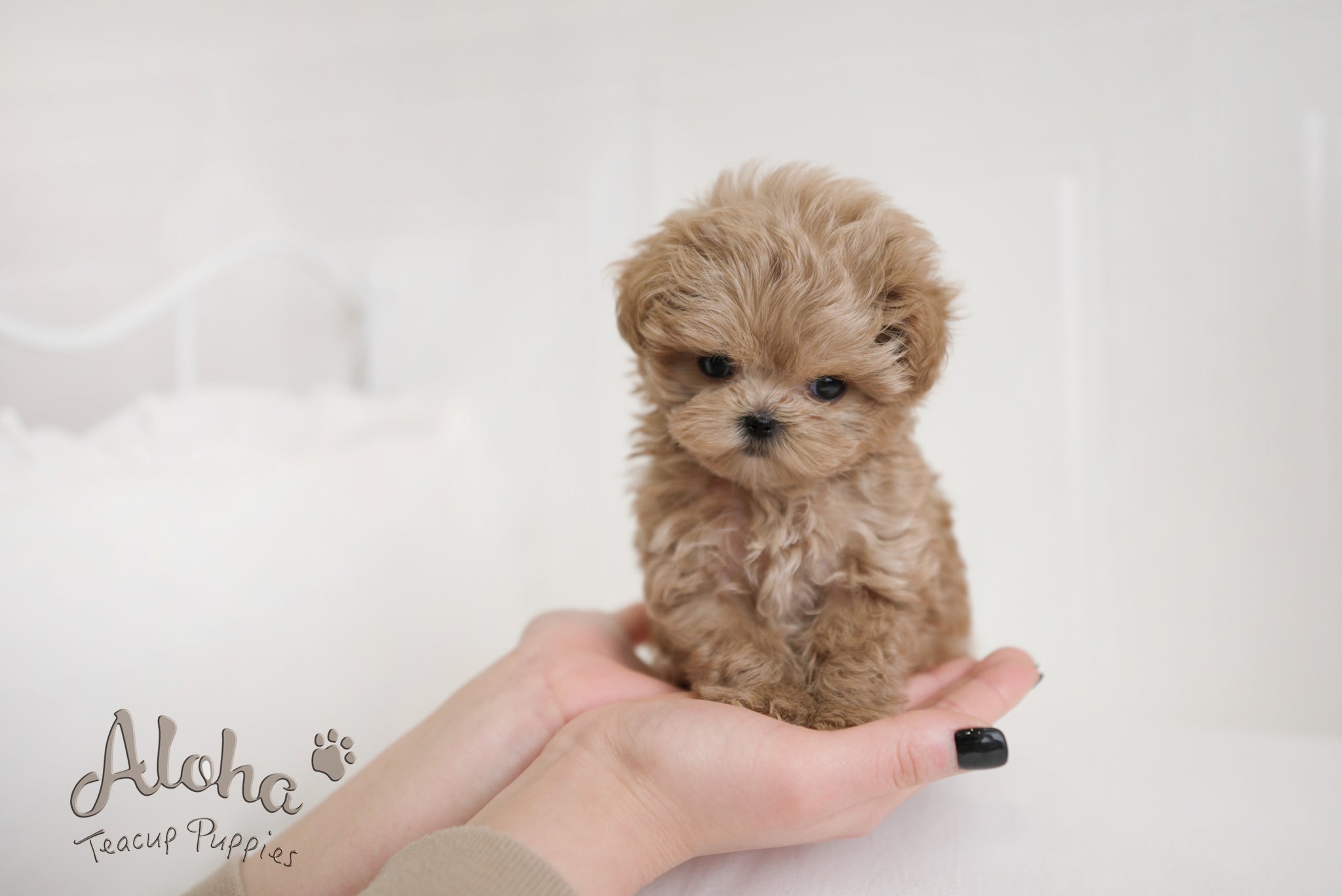 Hershey [TEACUP MALTIPOO]