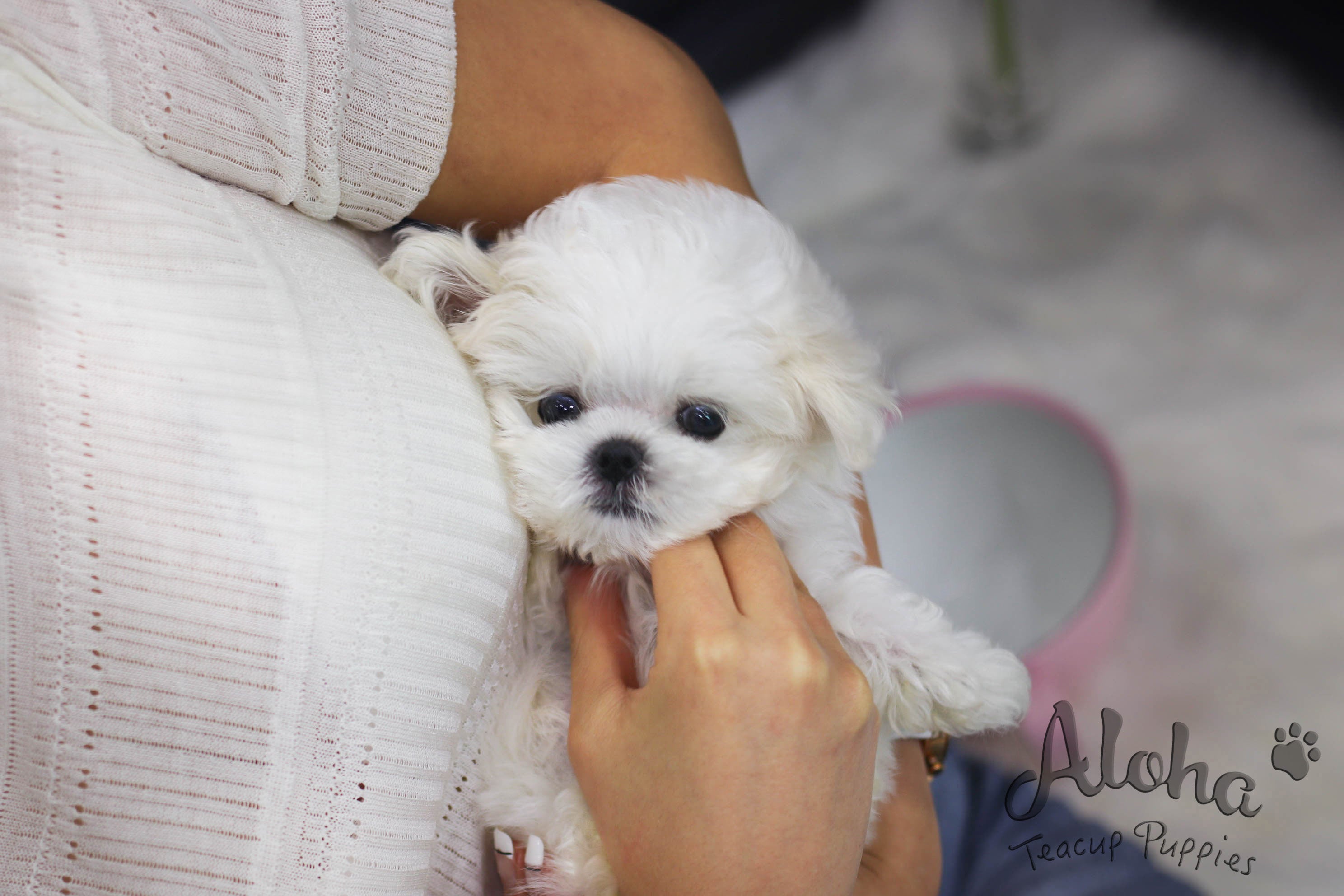 Sold to Shikun, Drew [TEACUP MALTESE]
