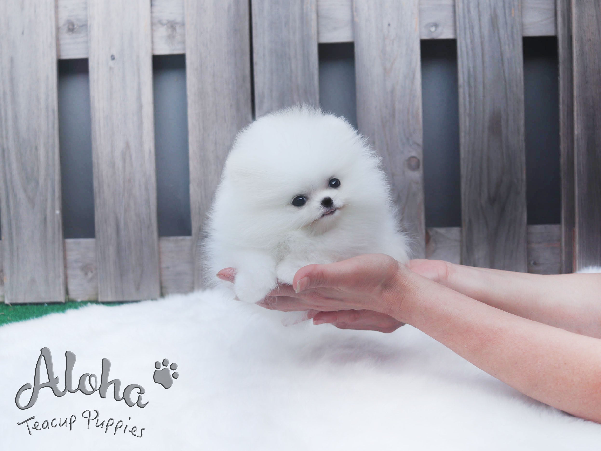 Sold to Ania, Valentine [TEACUP POMERANIAN]