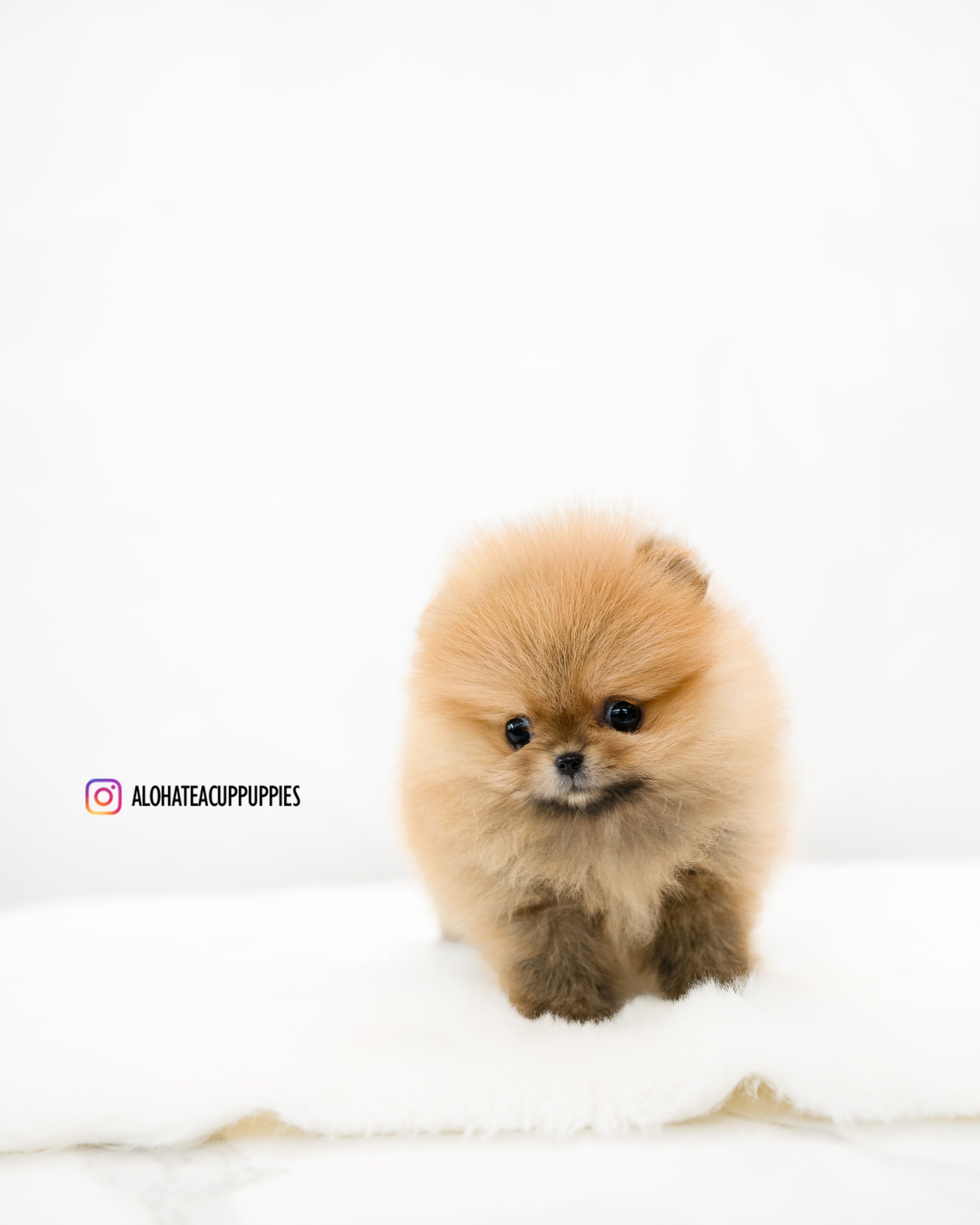Lumi [茶杯博美犬]