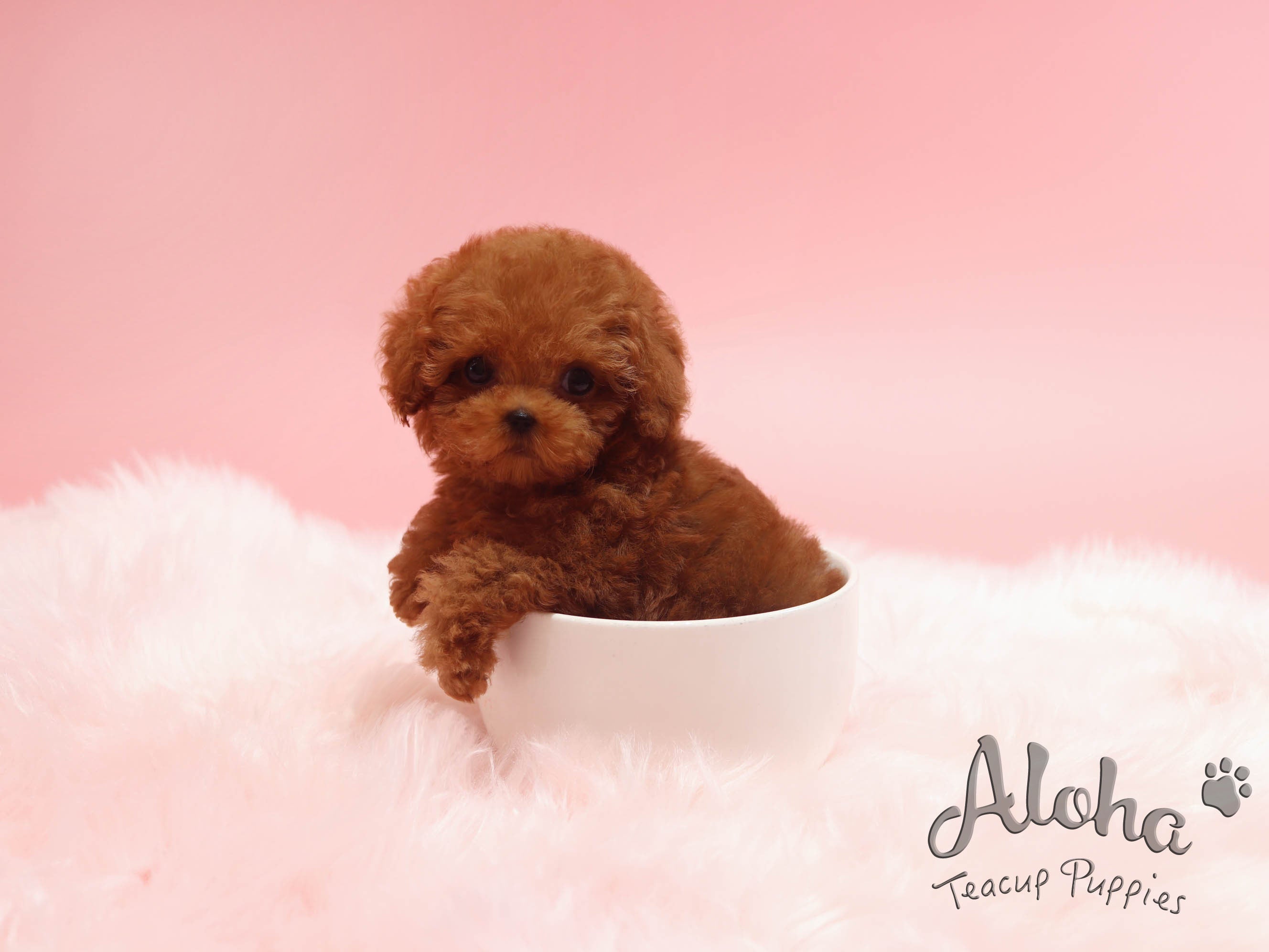 Benz [TEACUP Maltipoo]