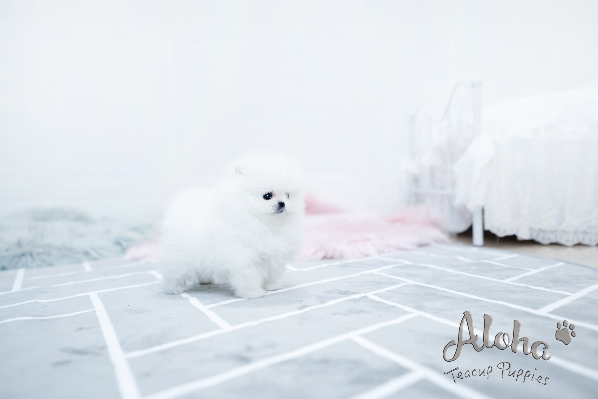 Bear [TEACUP POMERANIAN]