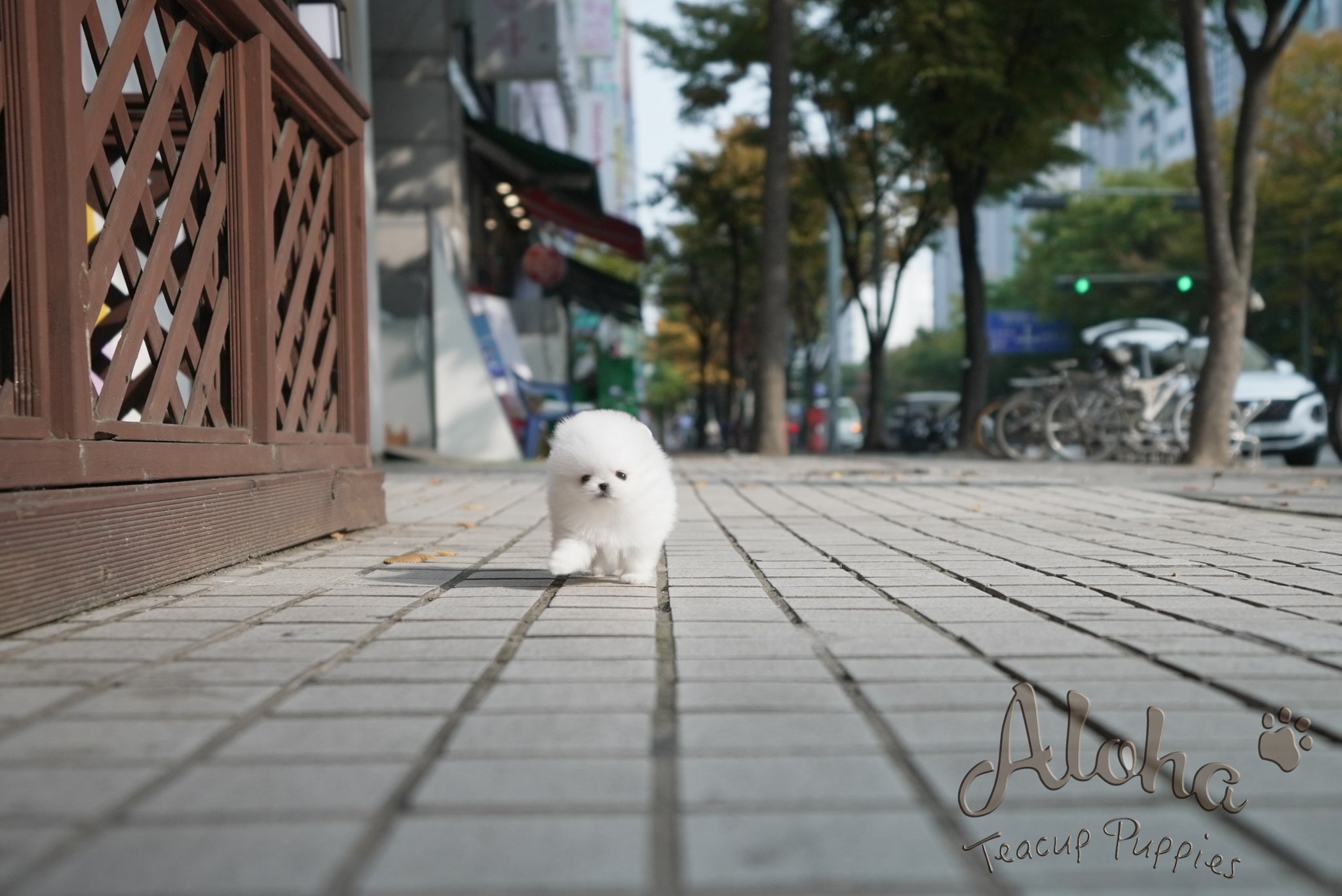 Theo [TEACUP POMERANIAN]