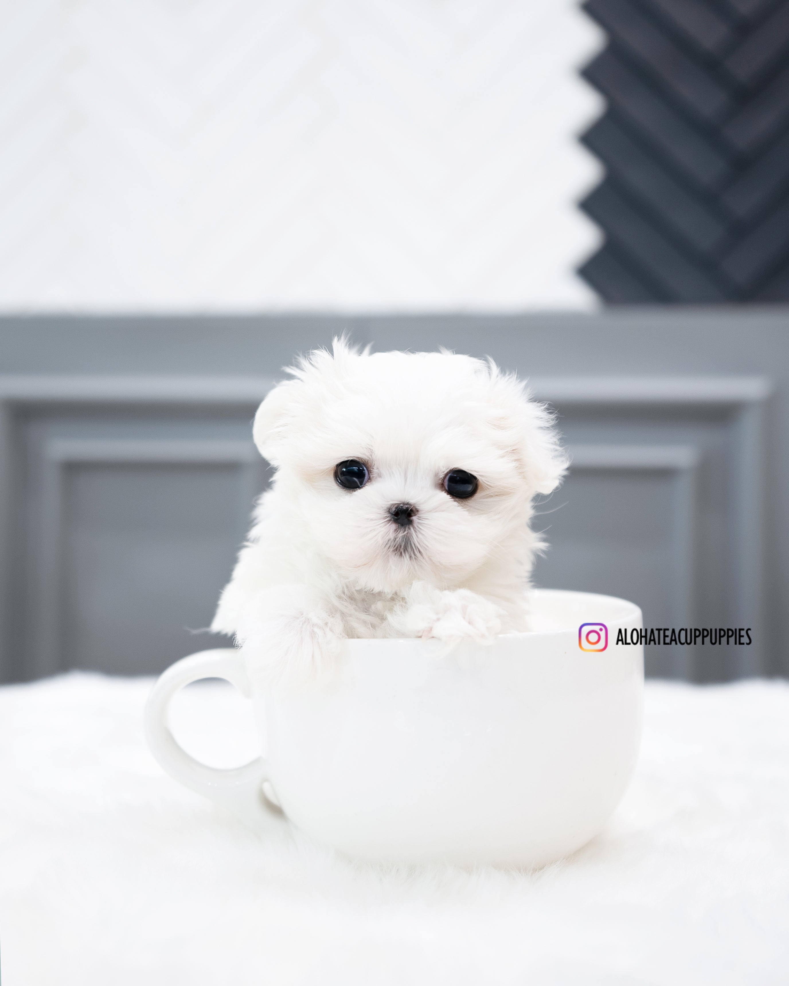 Covy [TEACUP MALTESE]