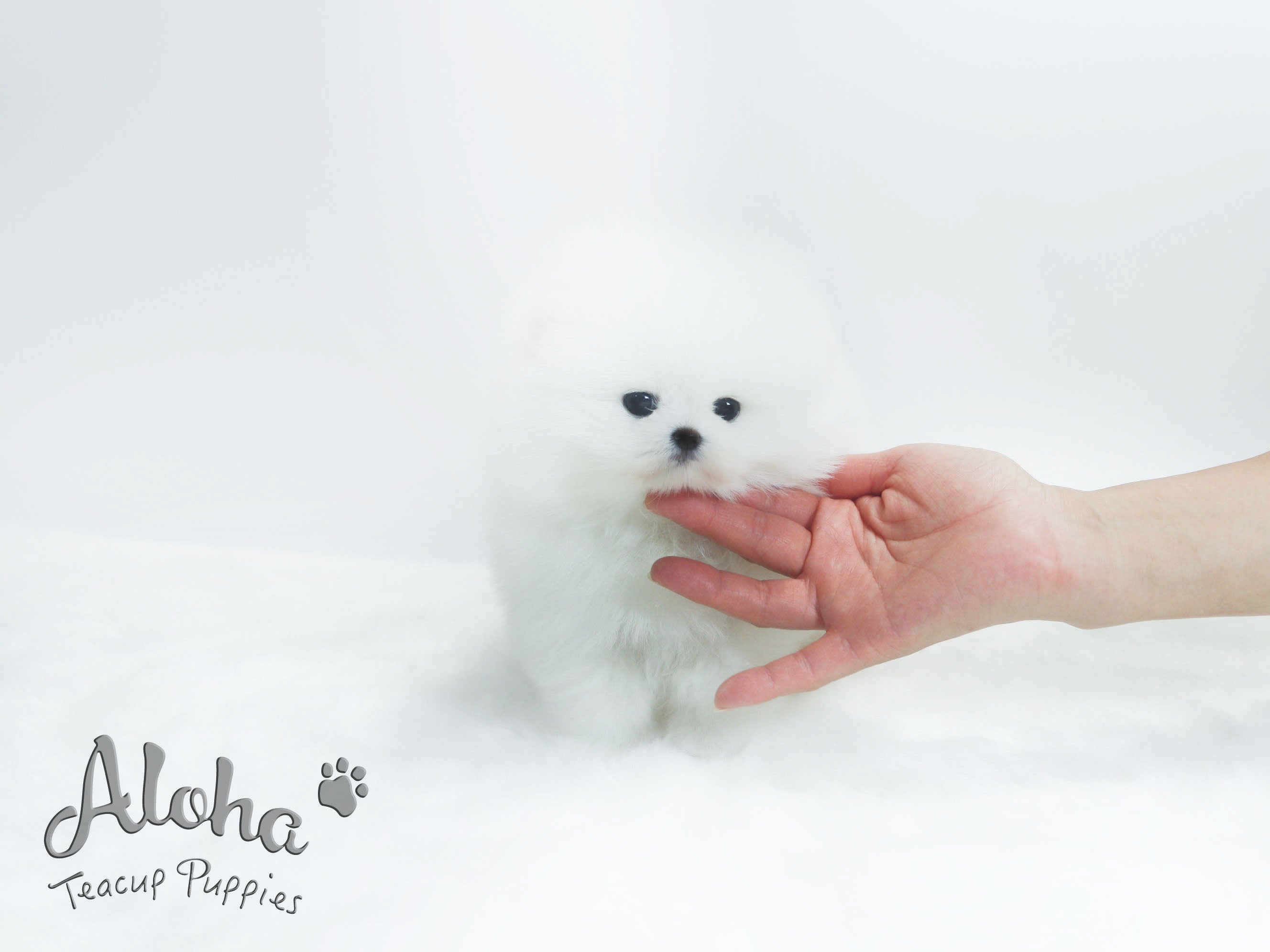 Chloe [TEACUP POMERANIAN]