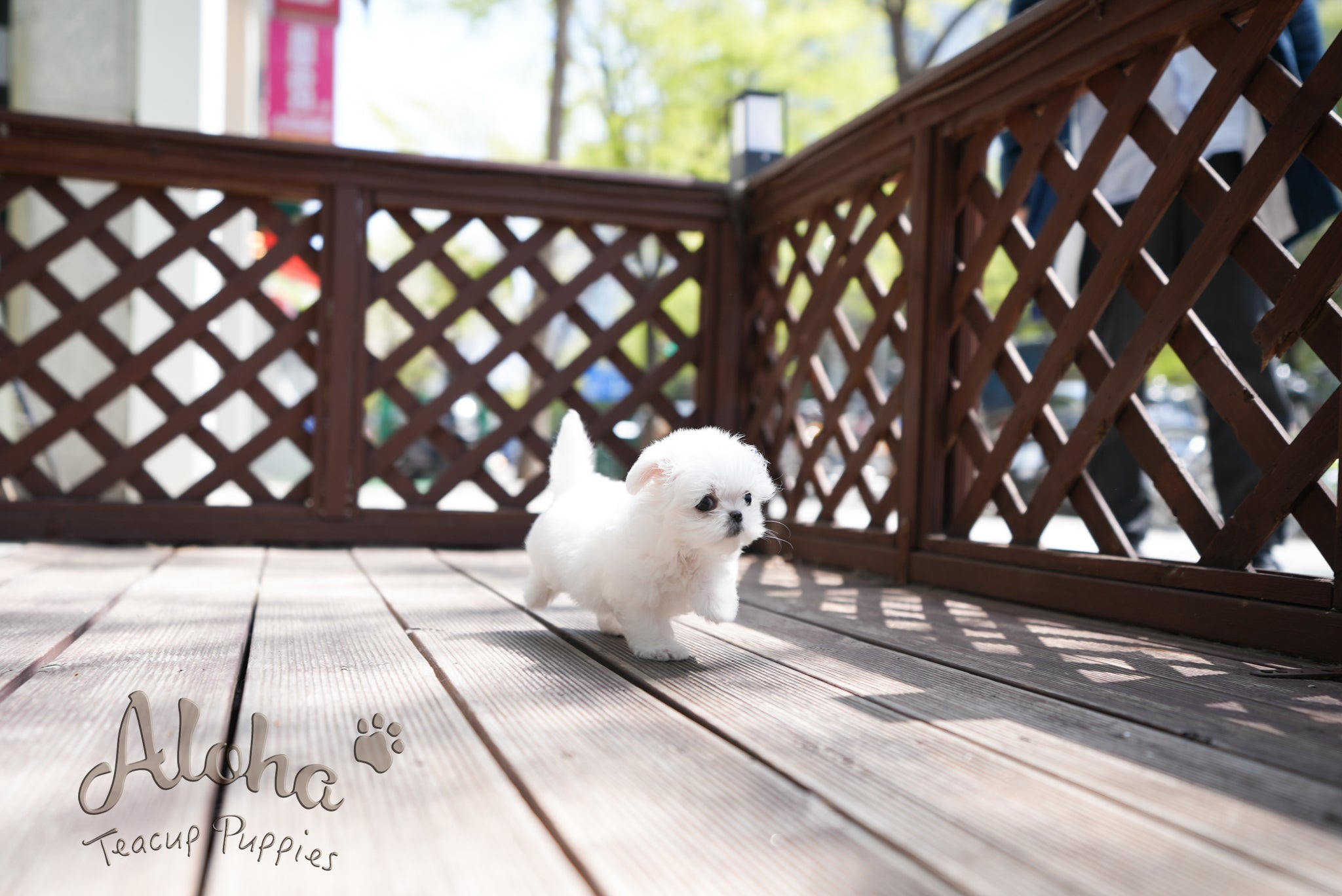 Daisy [TEACUP MALTESE]
