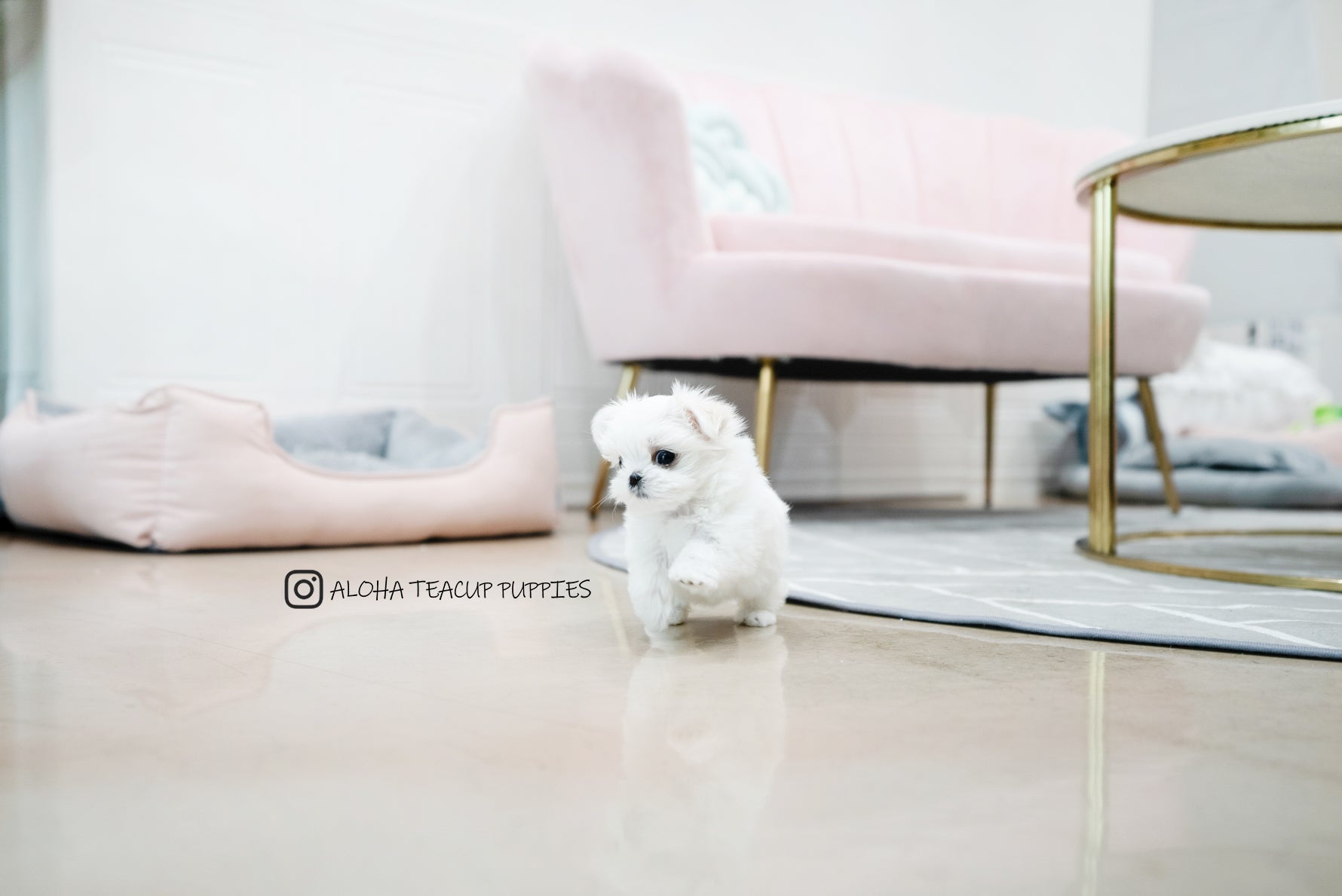 Owen [TEACUP MALTESE]