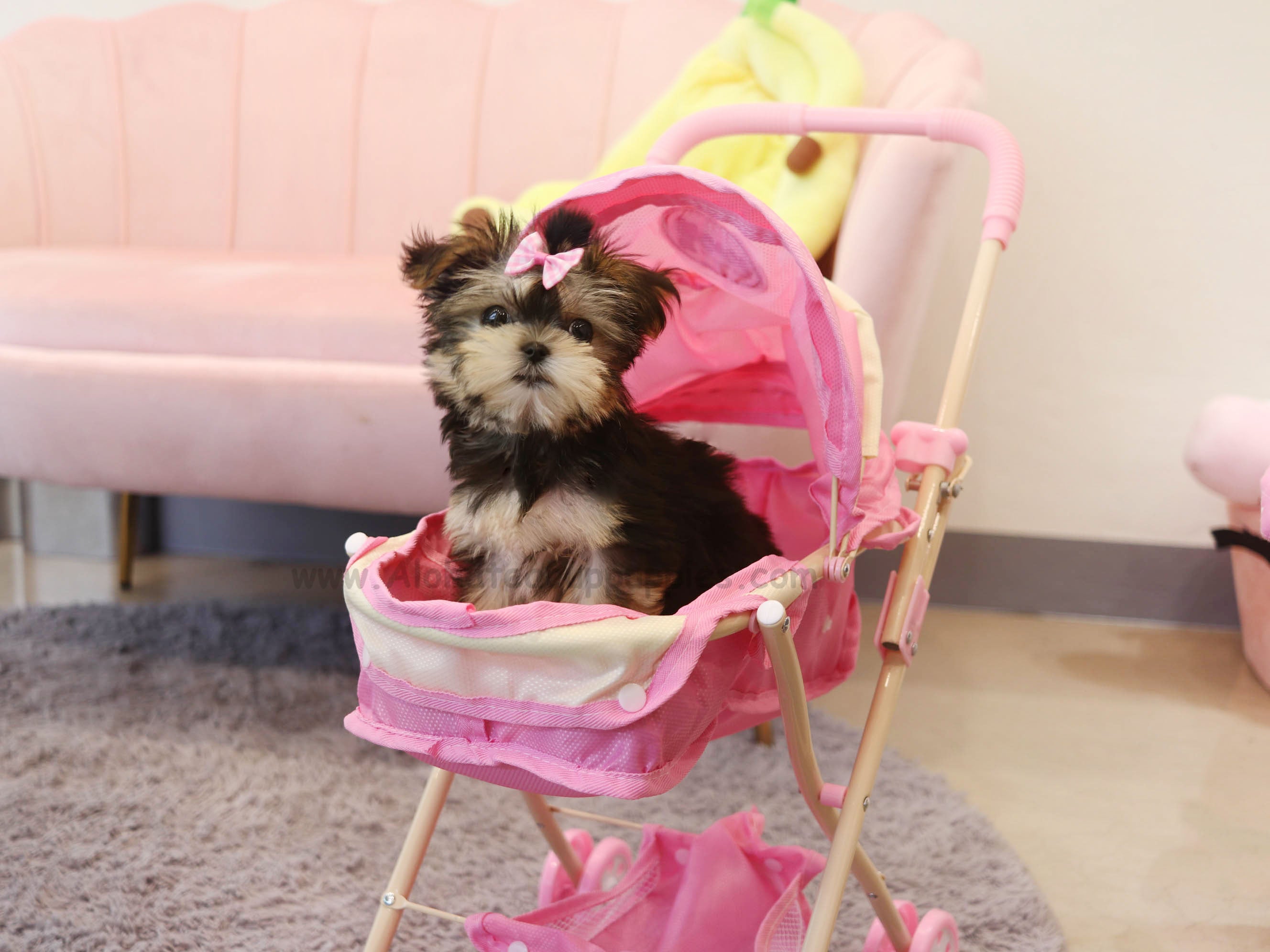 Prada [TEACUP Morkie]