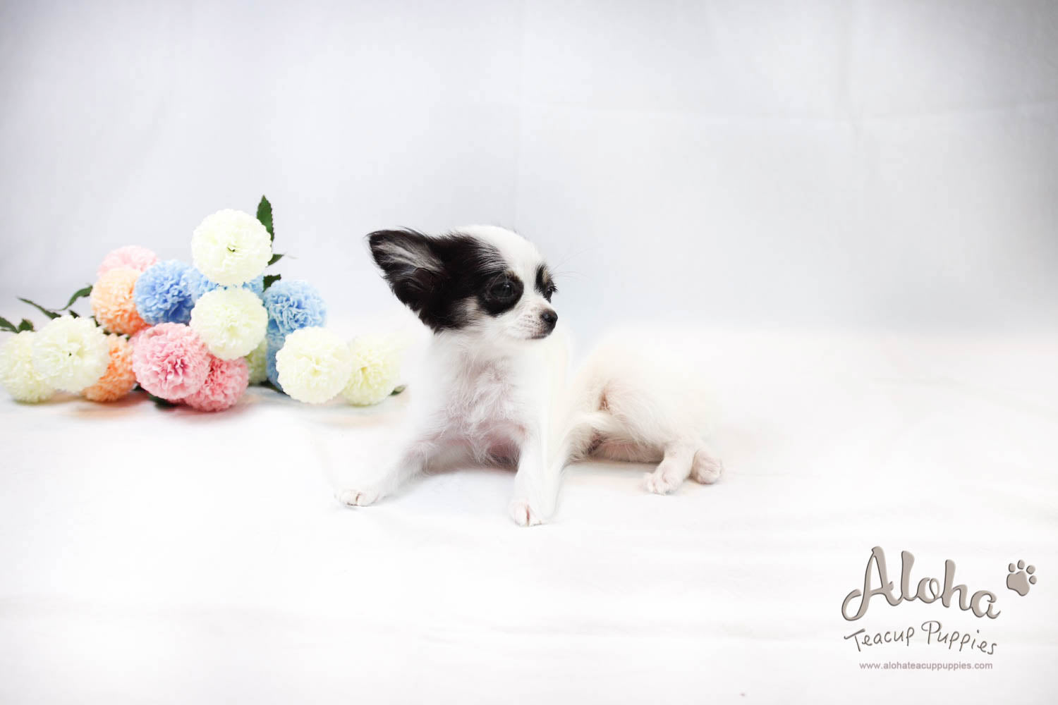 Venus - [Chihuahua]