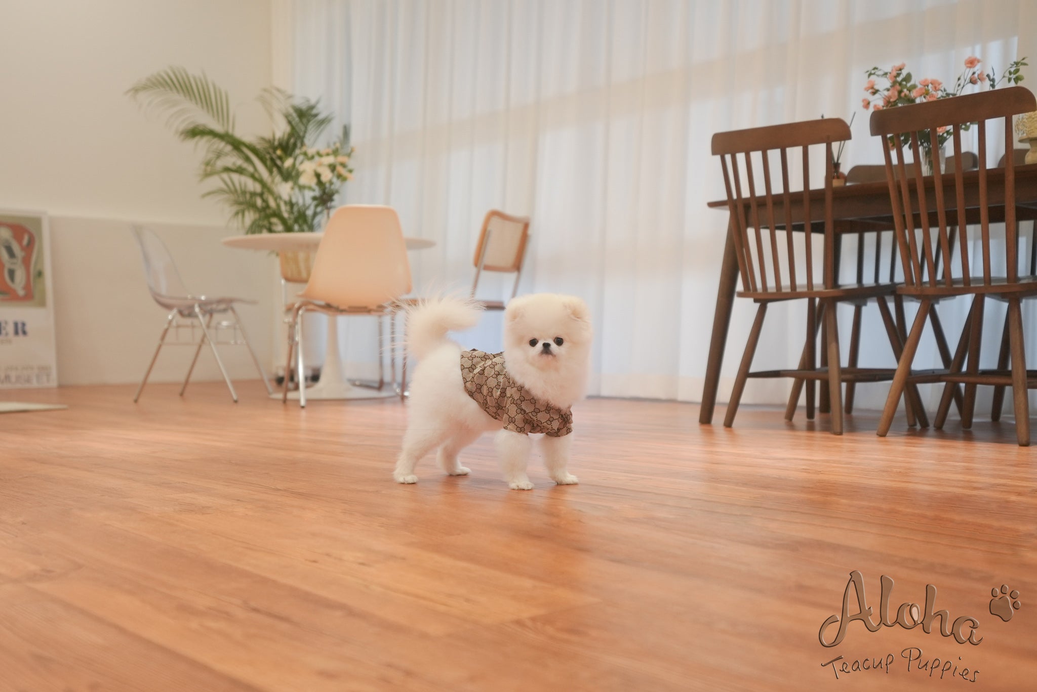 Oscar [TEACUP POMERANIAN]