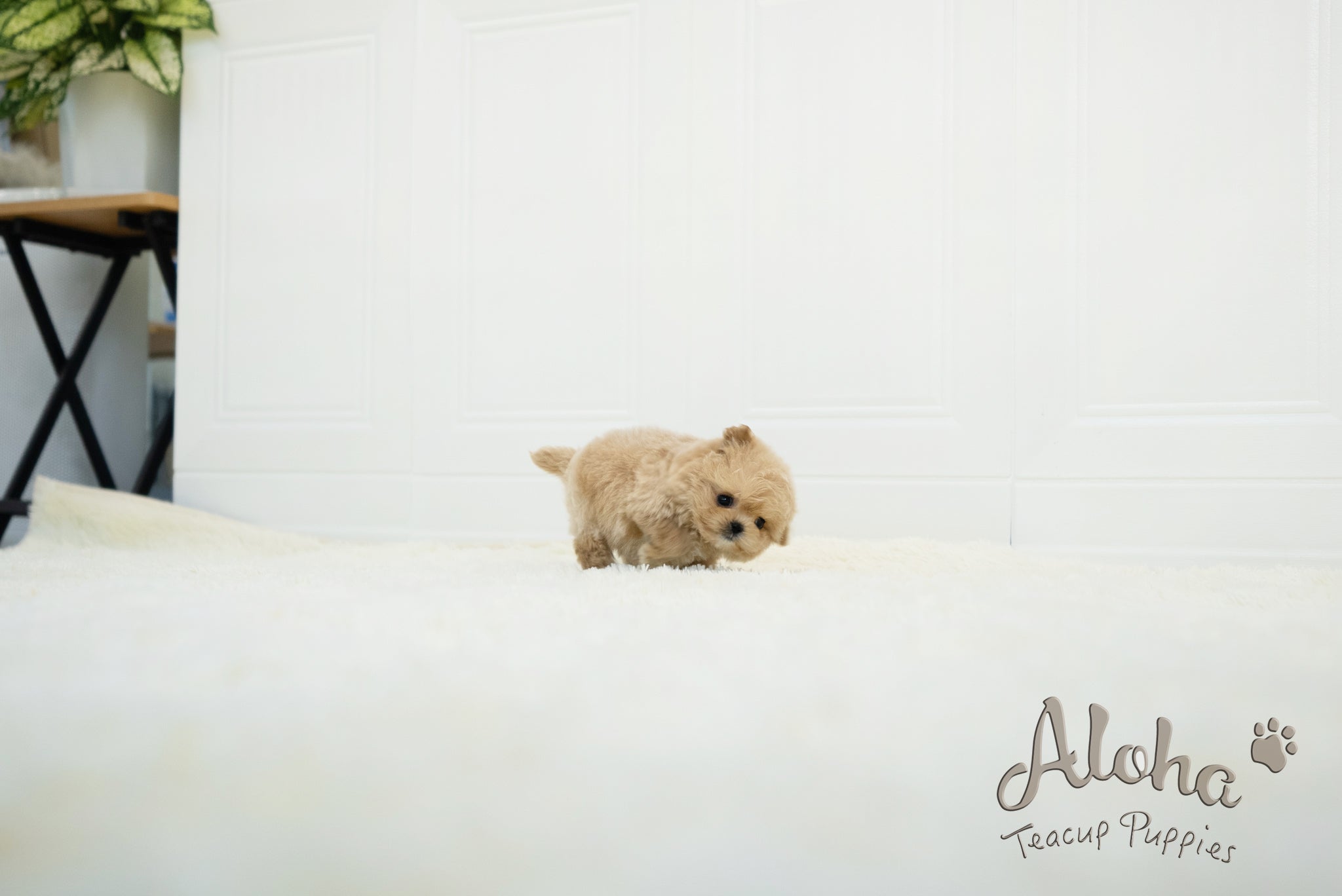 Mario [TEACUP MALTIPOO]
