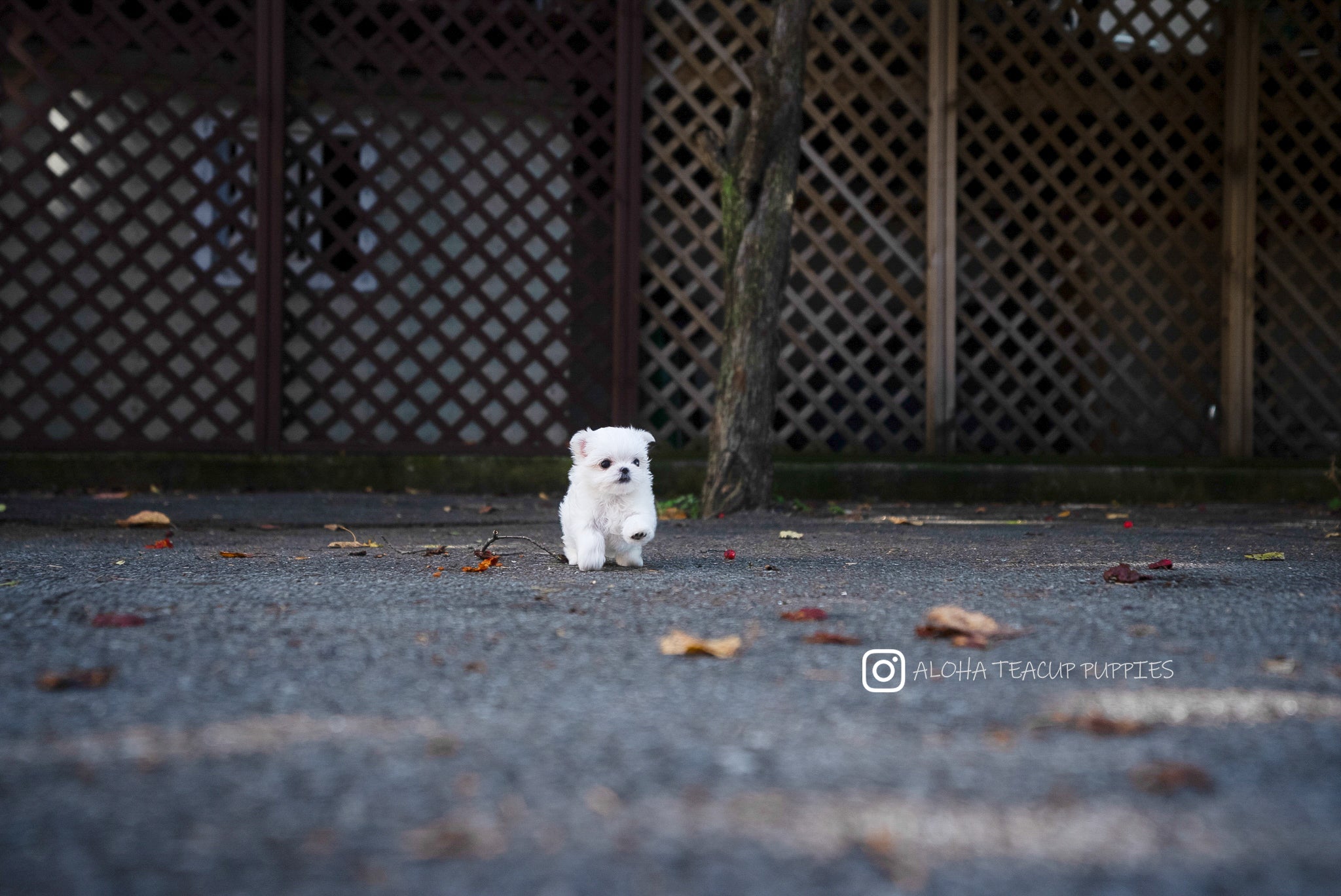 Cara [TEACUP MALTESE]