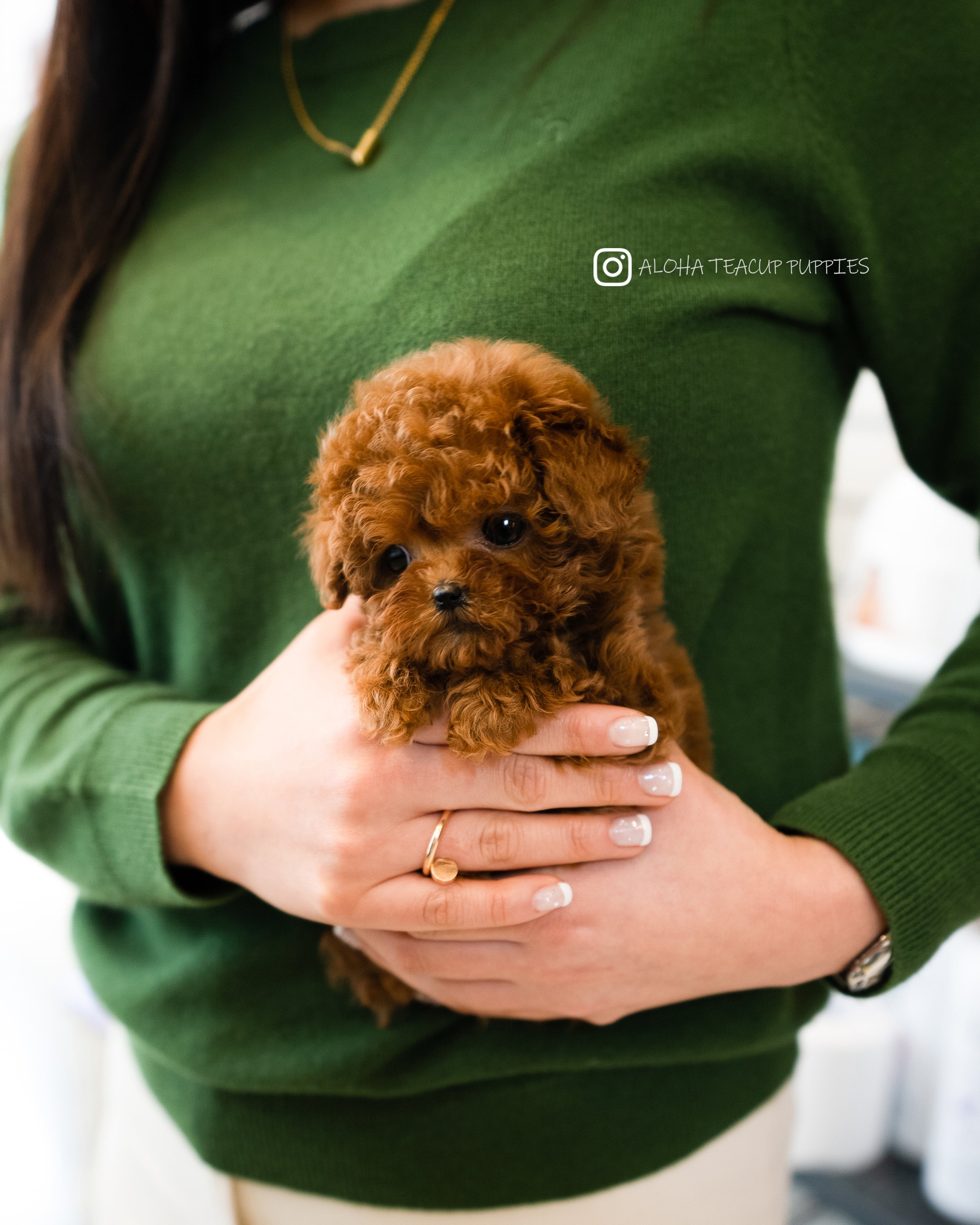 Cora [TEACUP POODLE]