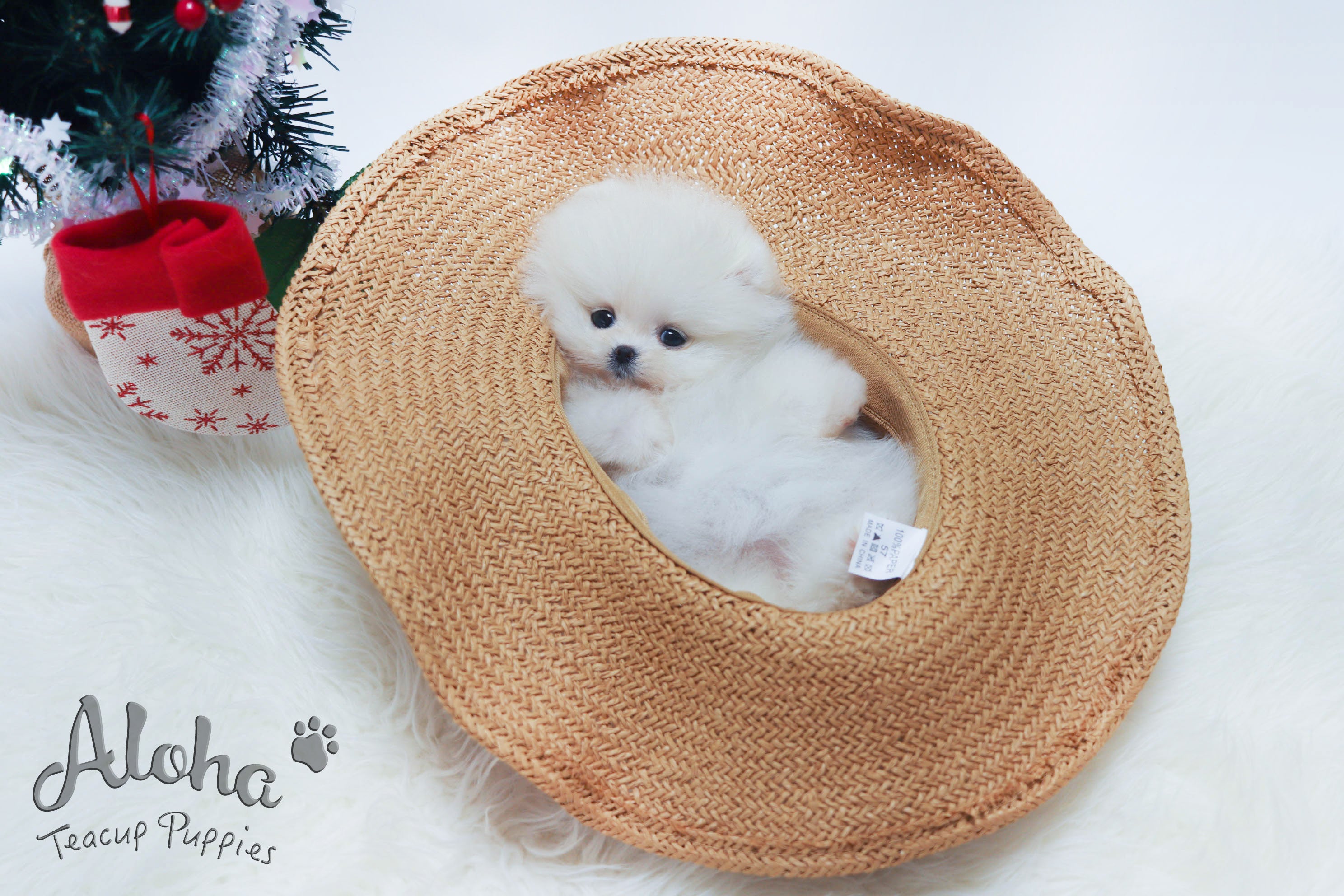 Vendido a Naoko, Snow [POMERANIA TAZA DE TÉ]