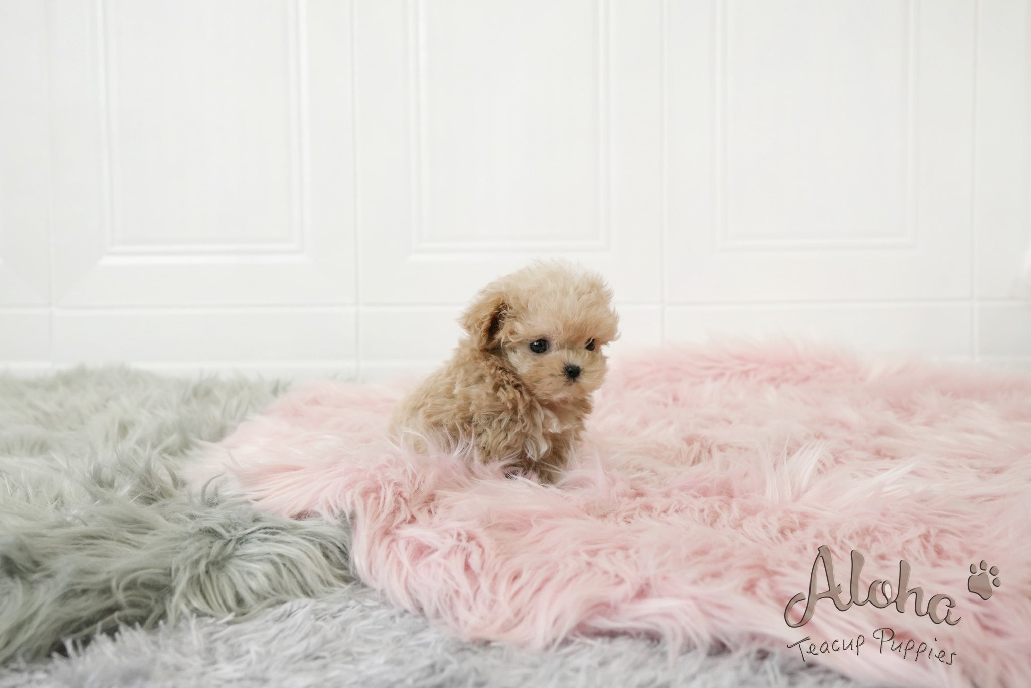 Jerry [TEACUP MALTIPOO]