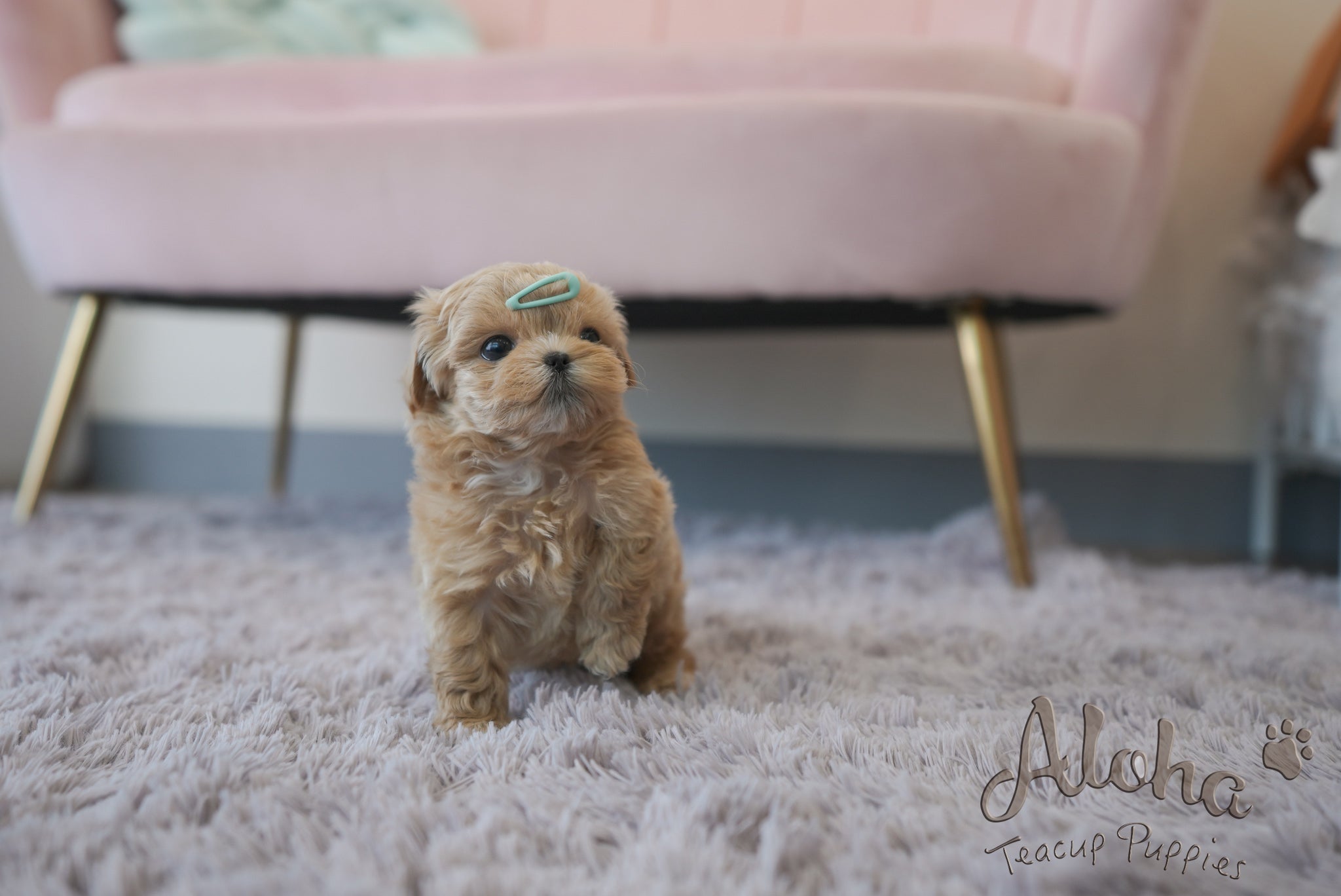 Paco [TEACUP MALTIPOO]