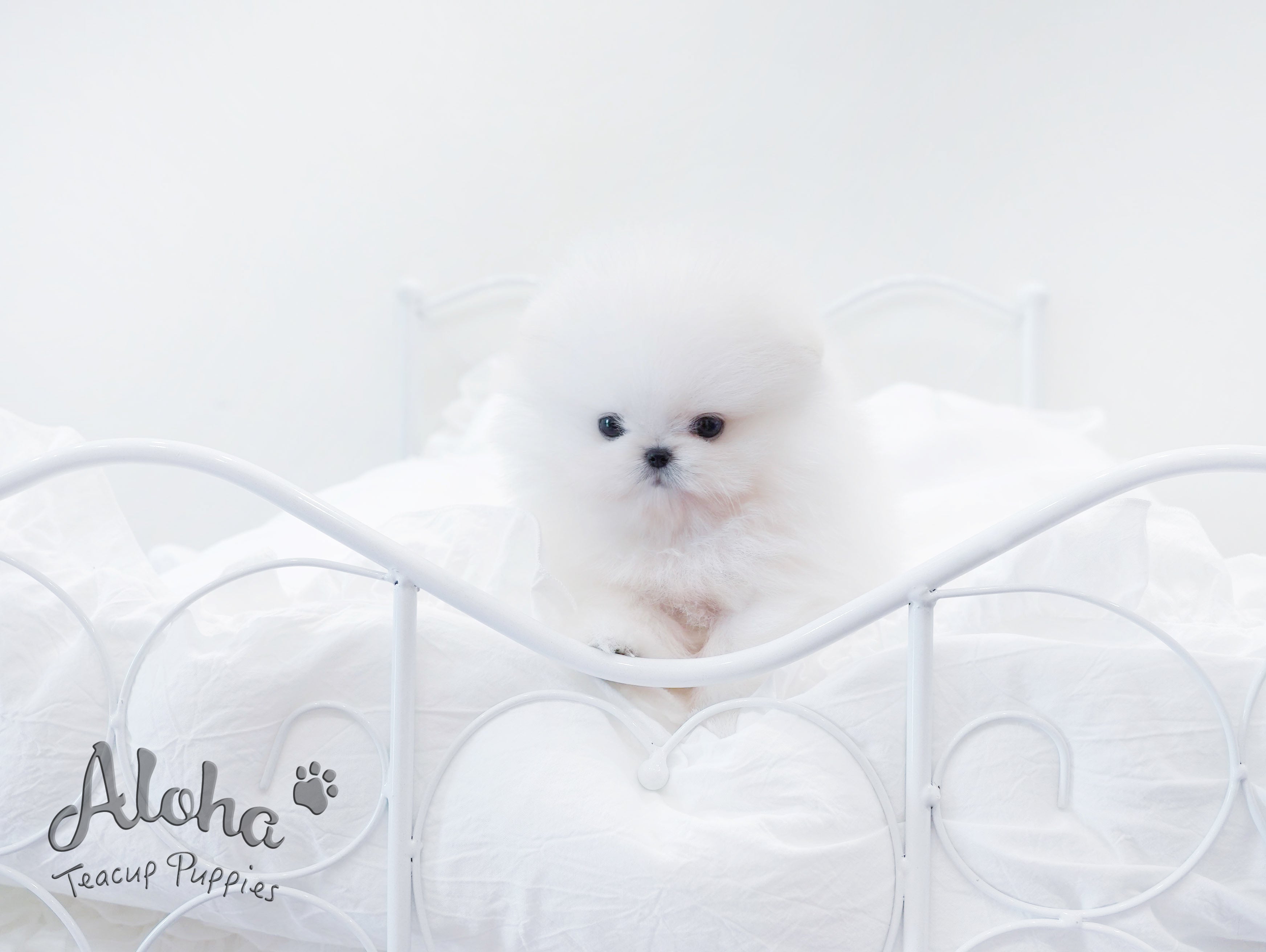 Urus [TEACUP POMERANIAN]