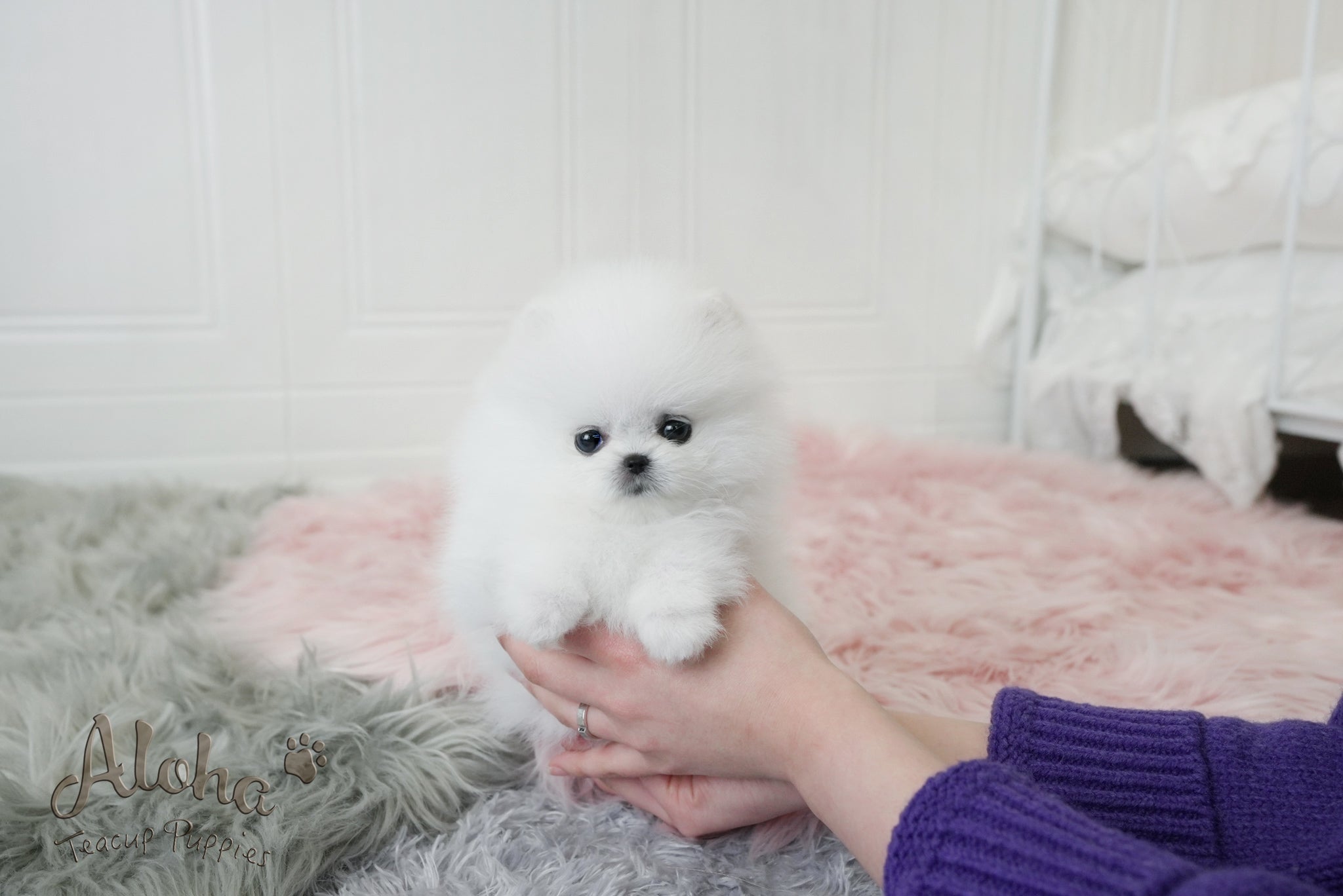 Dior [TEACUP POMERANIAN]