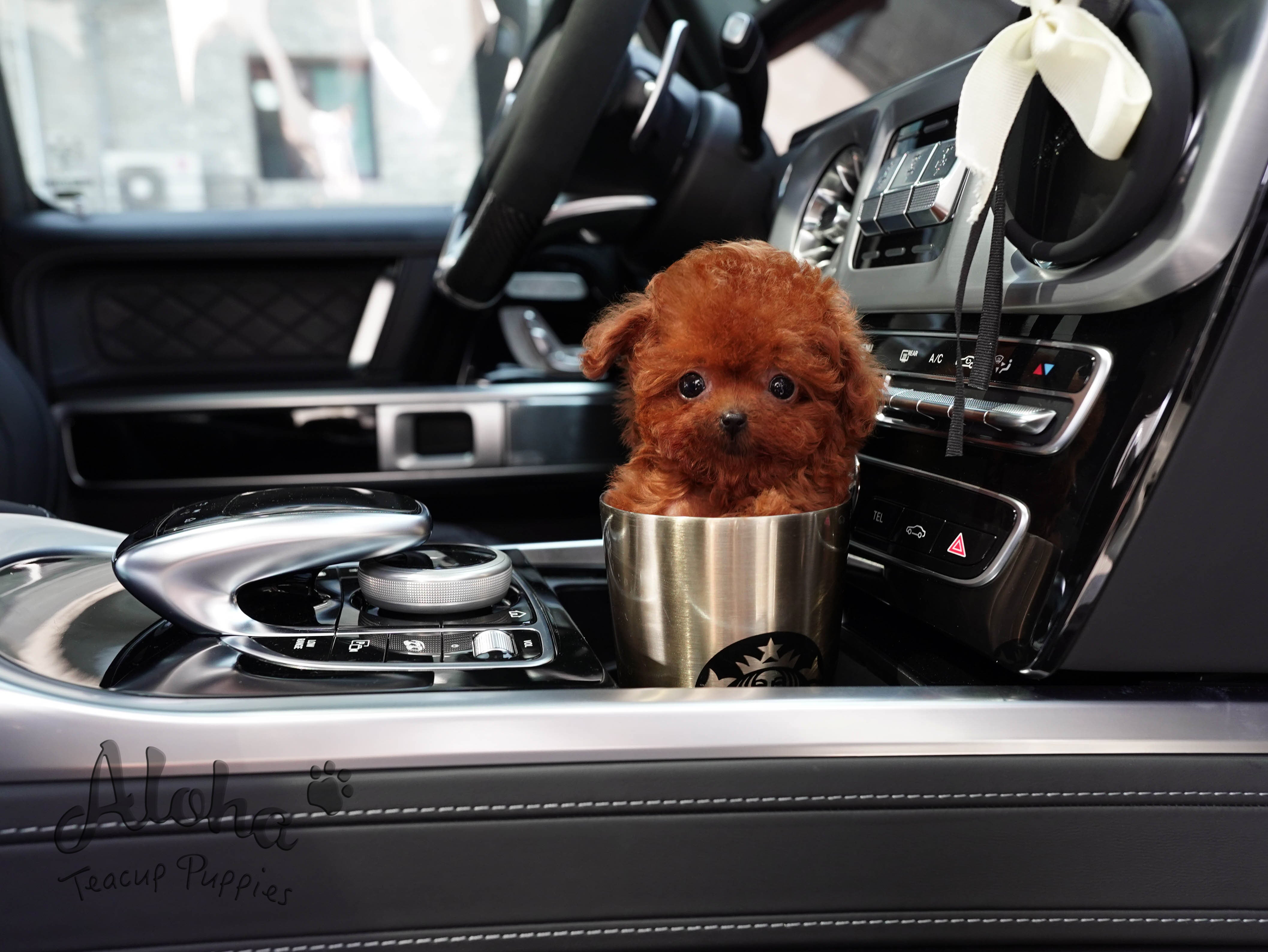 Buster [Micro POODLE]