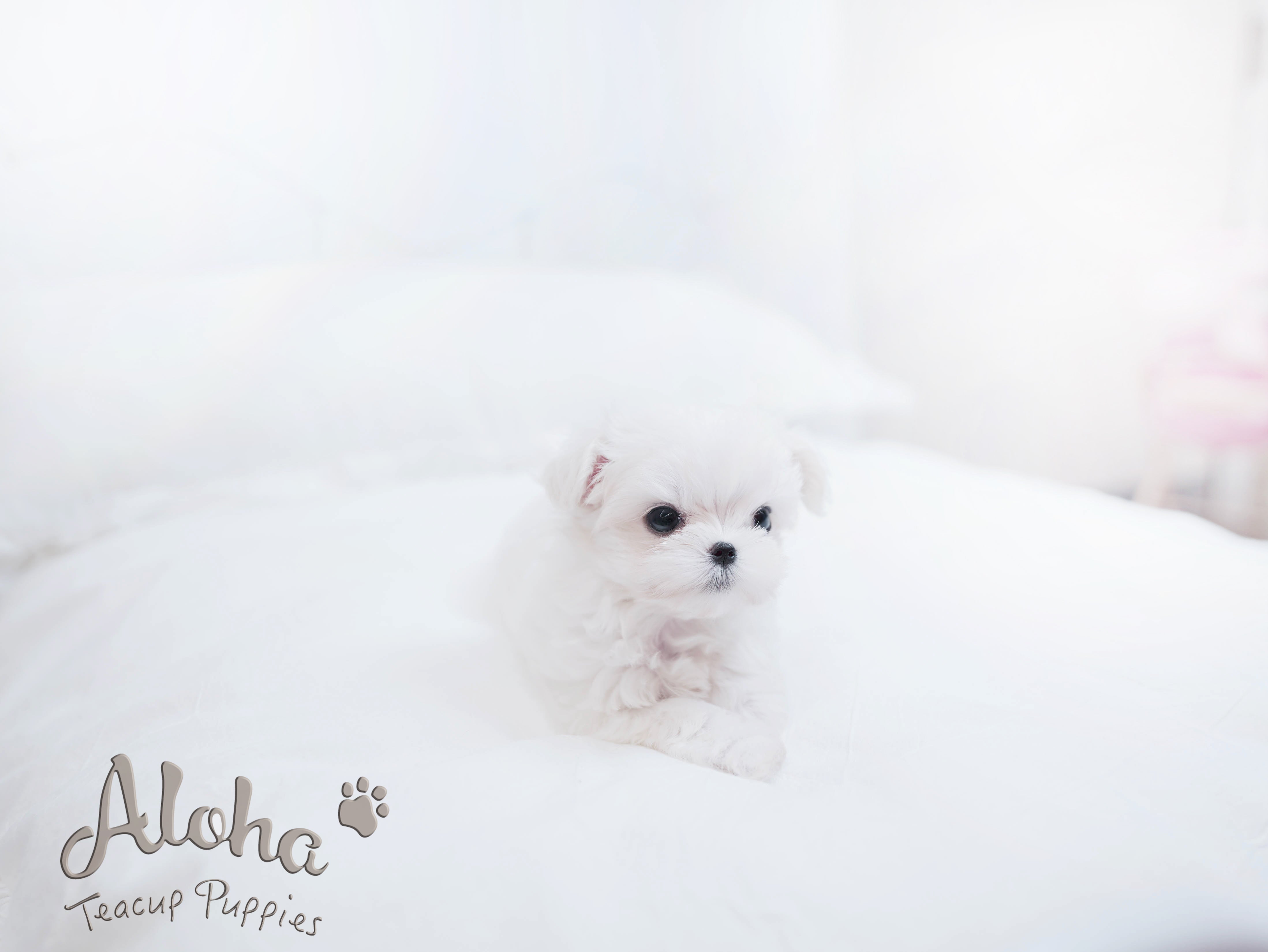 Theo [TEACUP MALTESE]