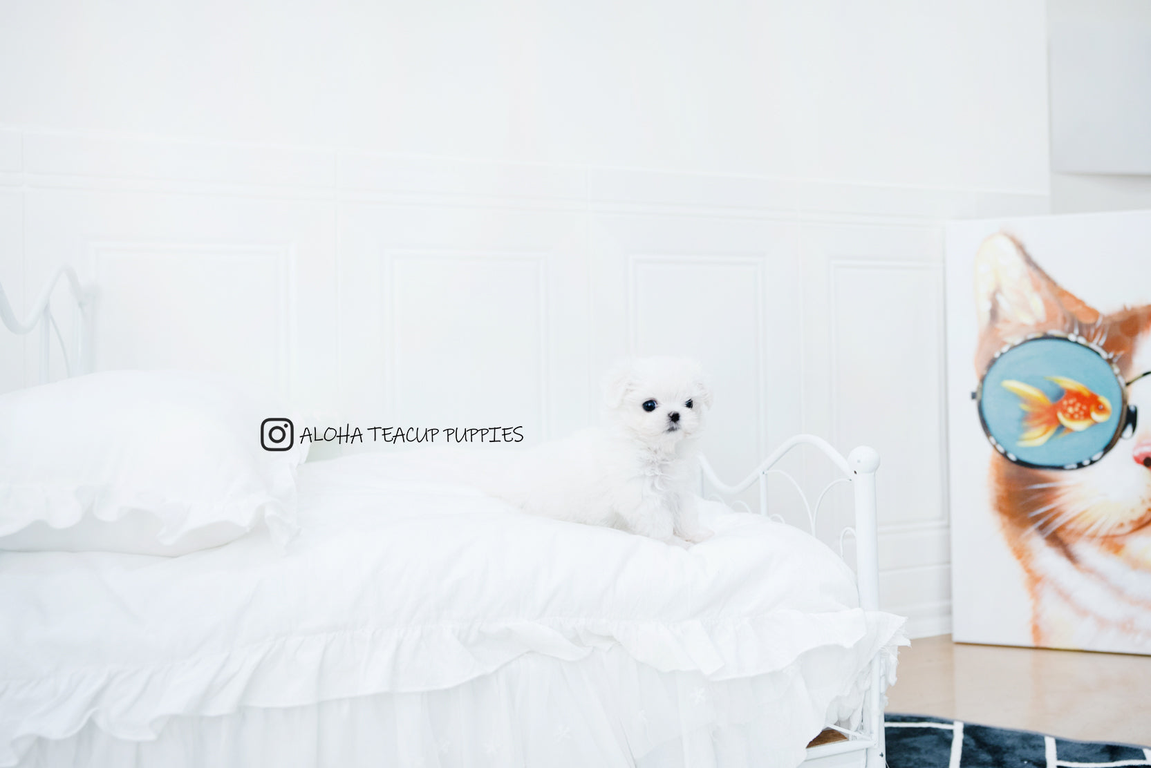 Asher [TEACUP MALTESE]