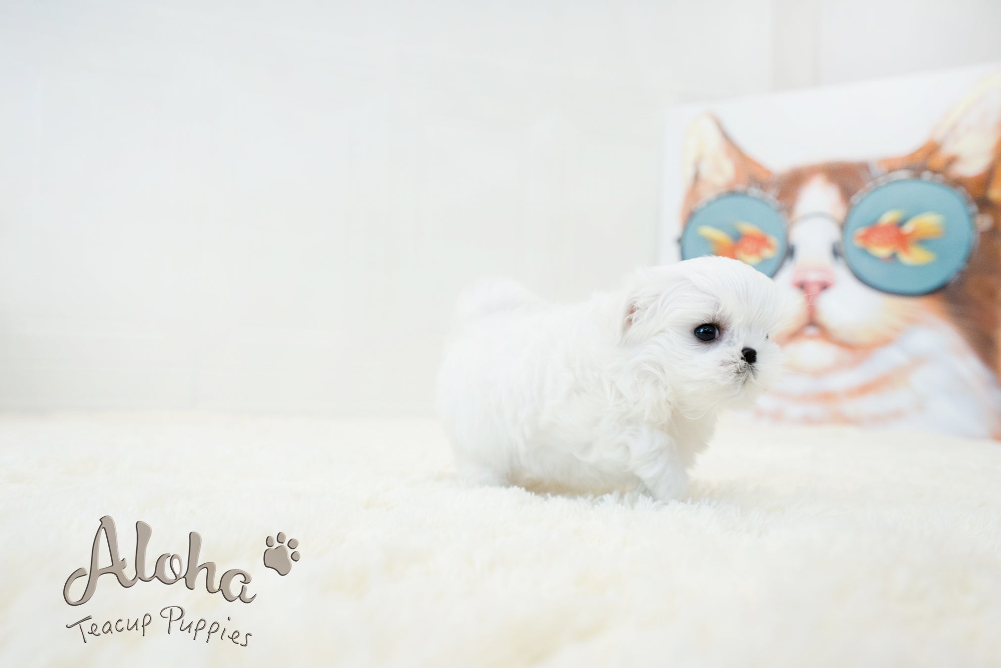 Bonita [TEACUP MALTESE]
