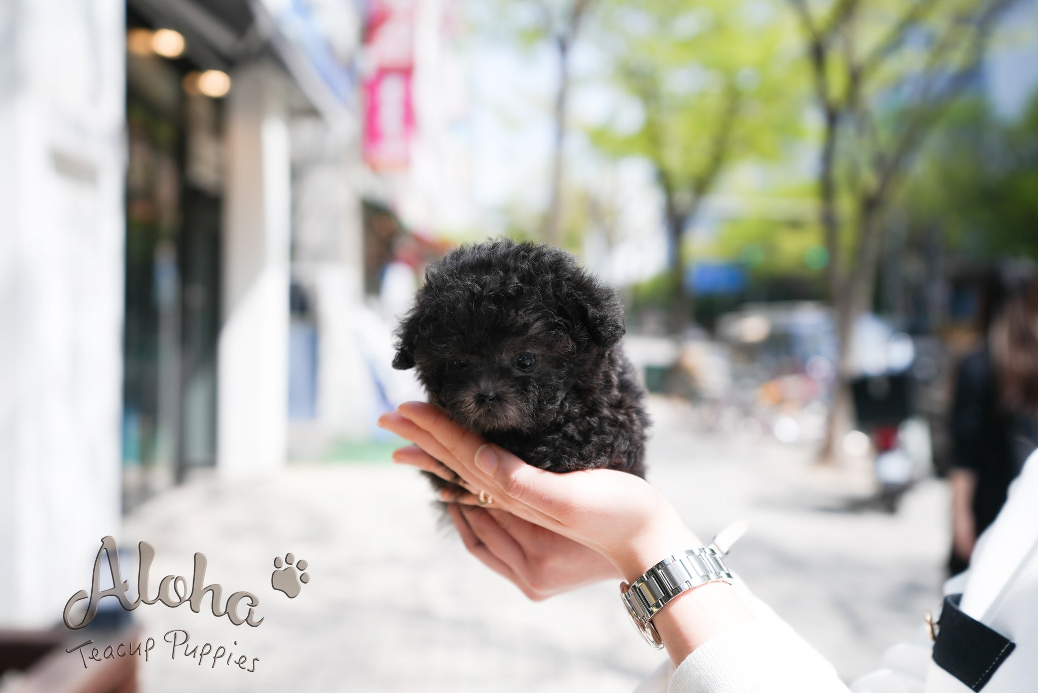 Caleb [TEACUP POODLE]