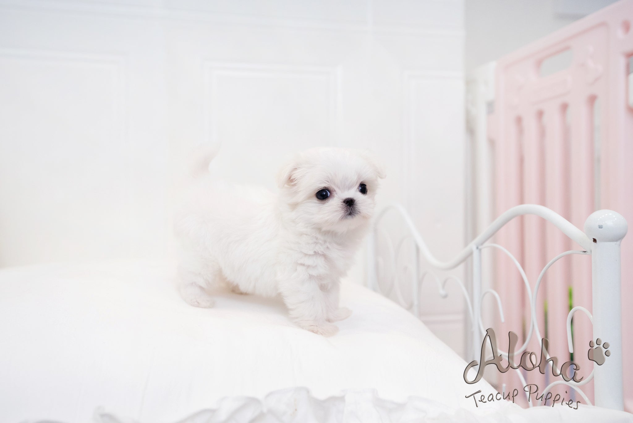 Ciara [TEACUP MALTESE]