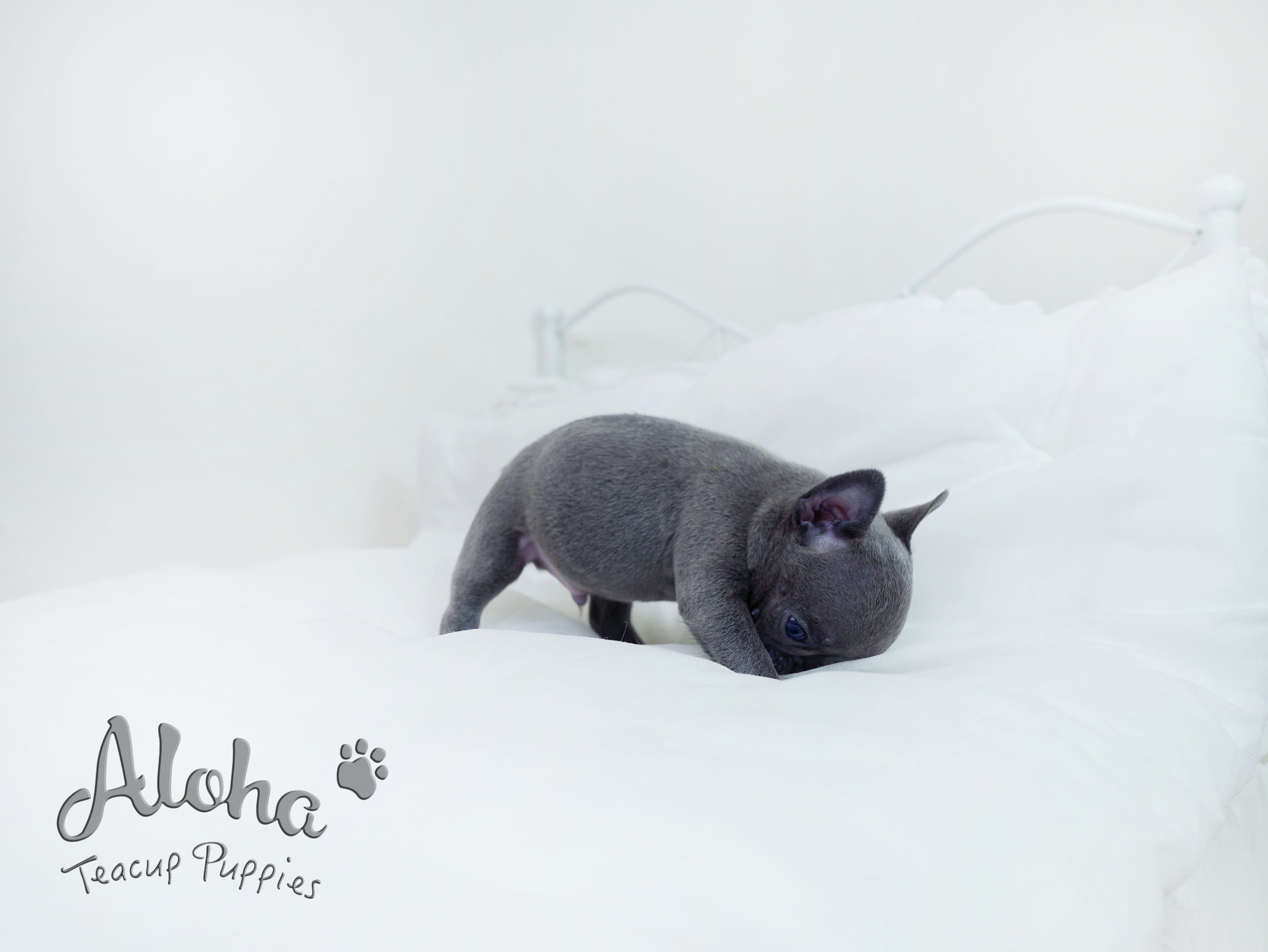 Bentley [TEACUP French]