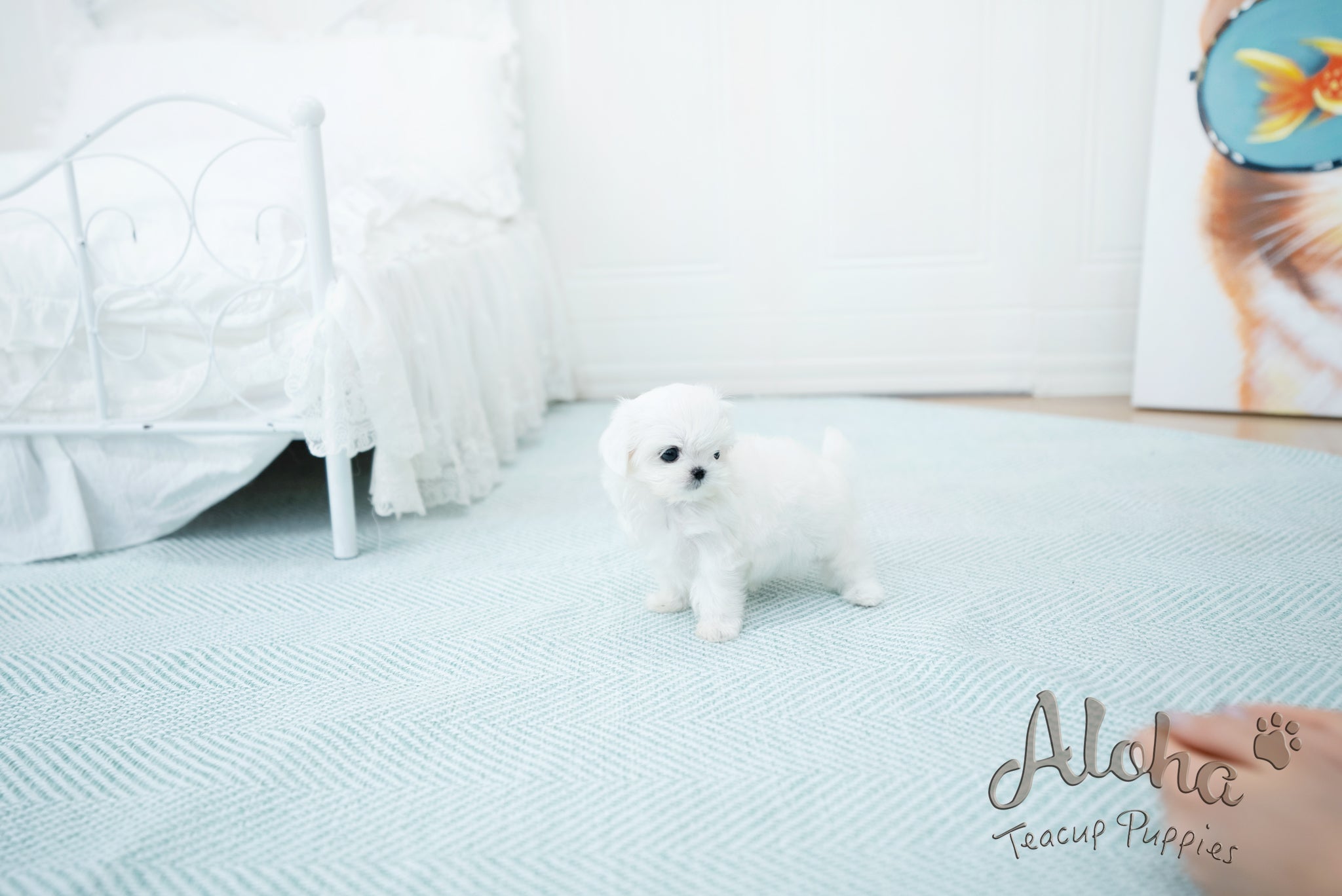 Melon [TEACUP MALTESE]