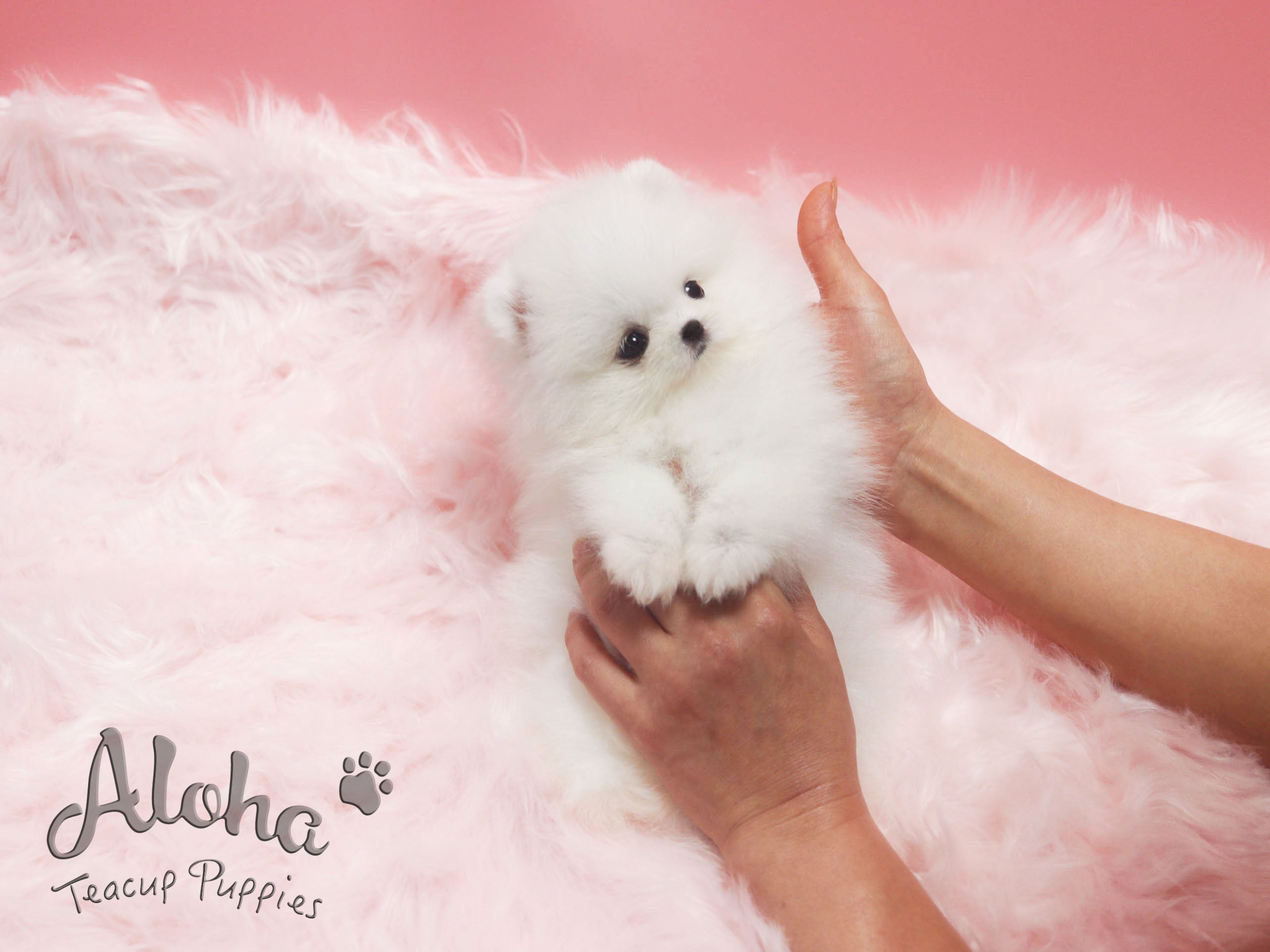 OLAF [TEACUP POMERANIAN]