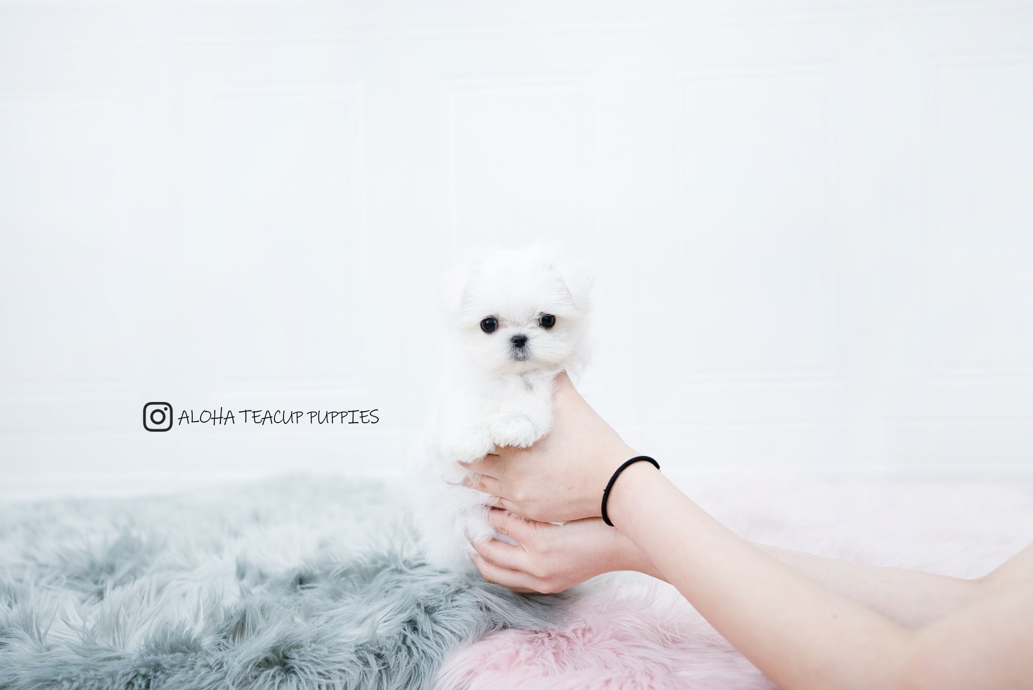 Sunny [TEACUP MALTESE]