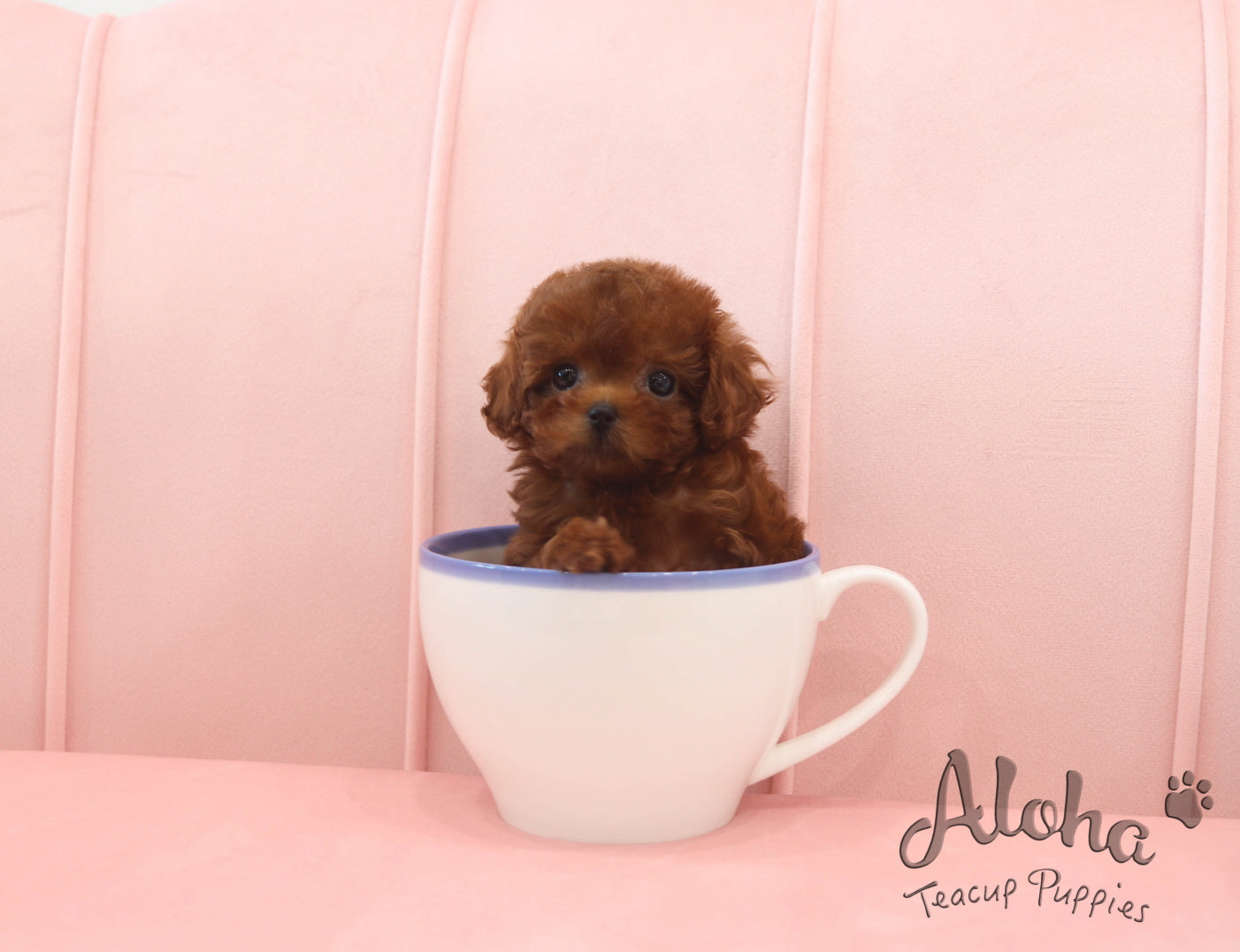 Ferrari [TEACUP MALTIPOO]