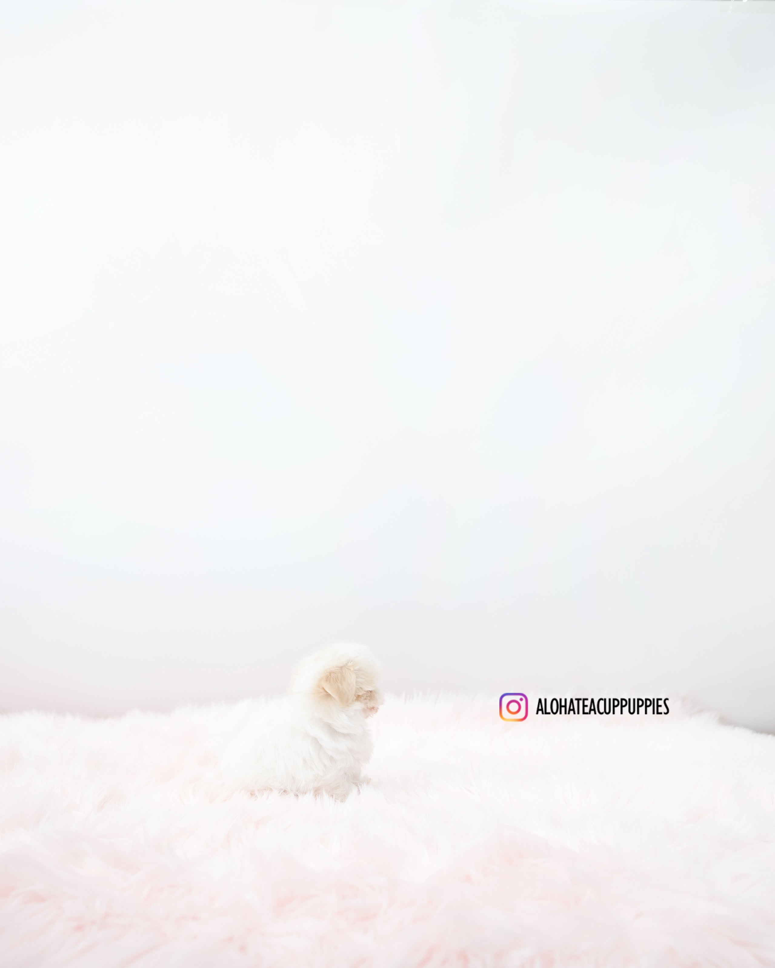 Bunny [TEACUP MALTIPOO]