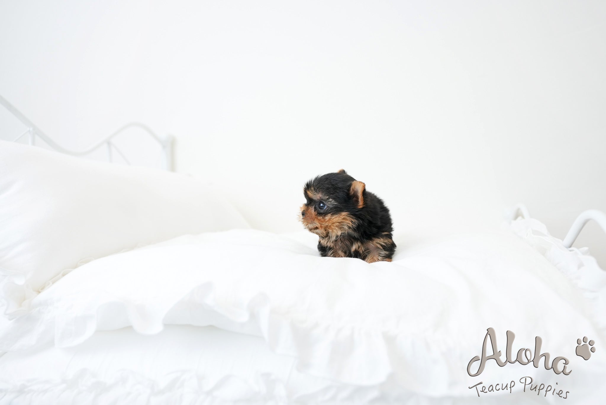 Finn [TEACUP YORKIE]