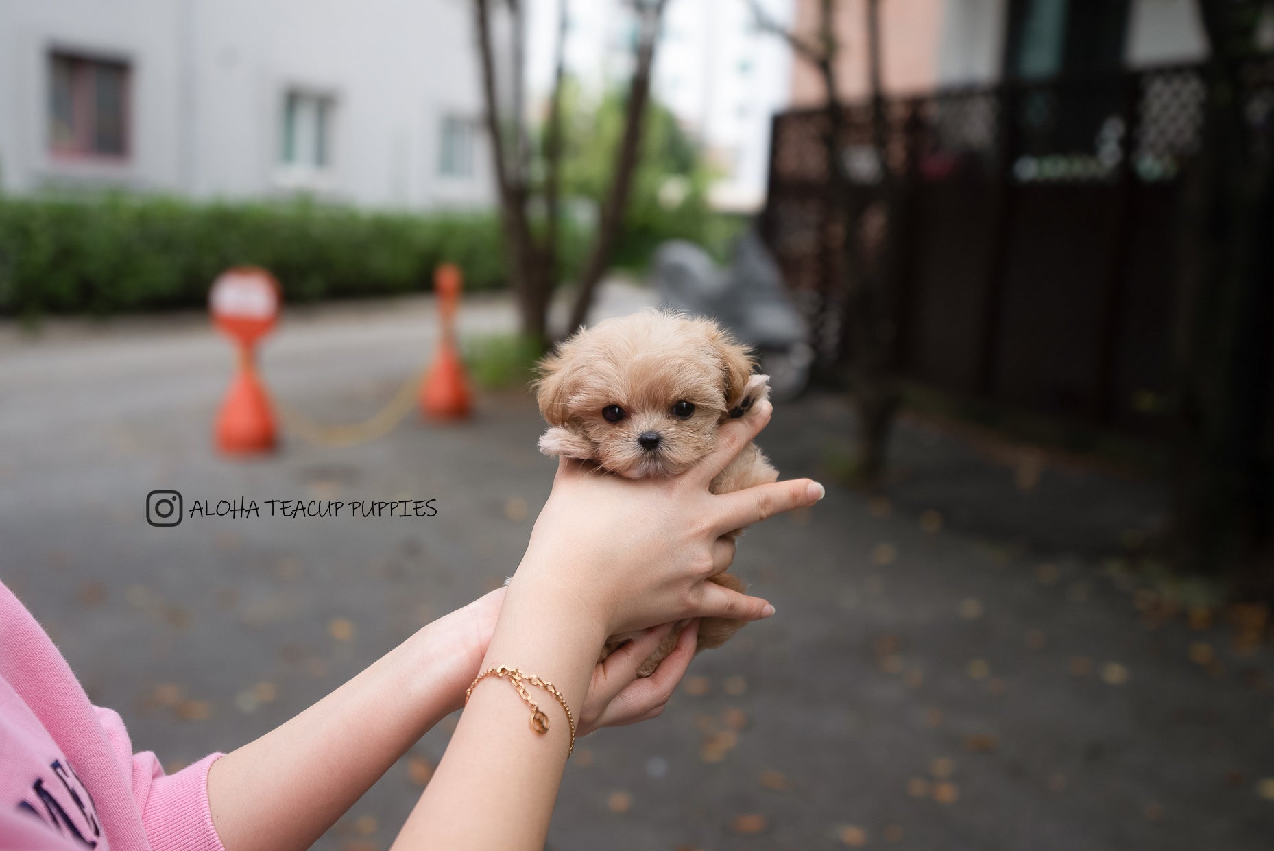 Fendi [TEACUP MALTIPOO]