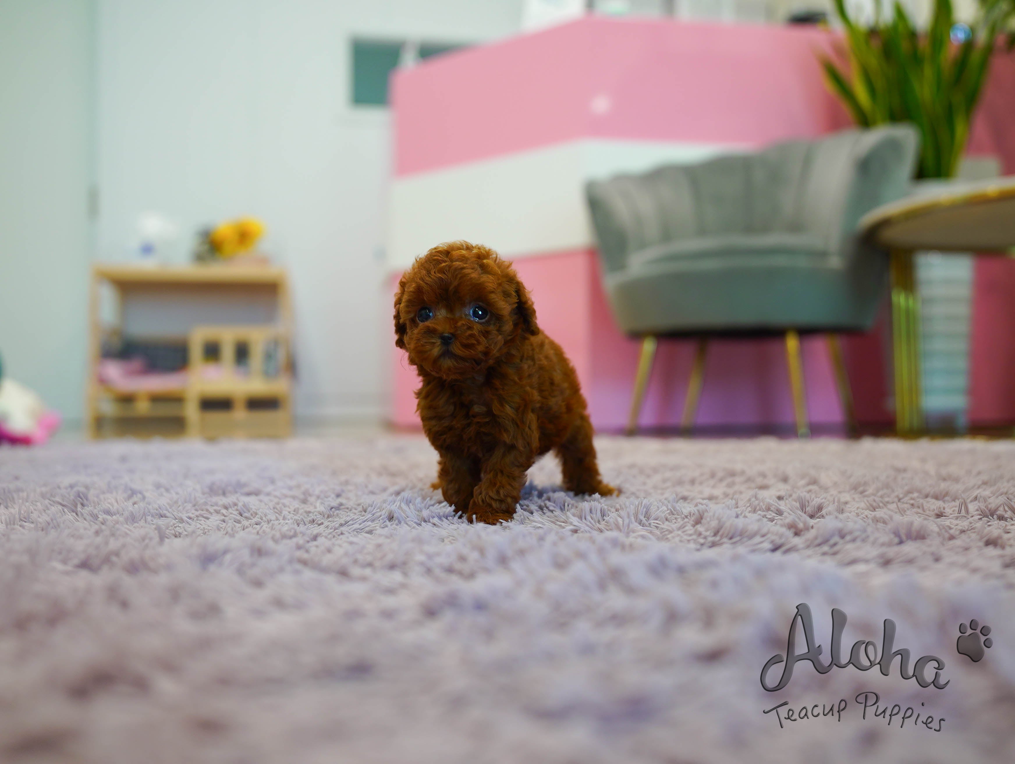 MACARON [TEACUP POODLE]