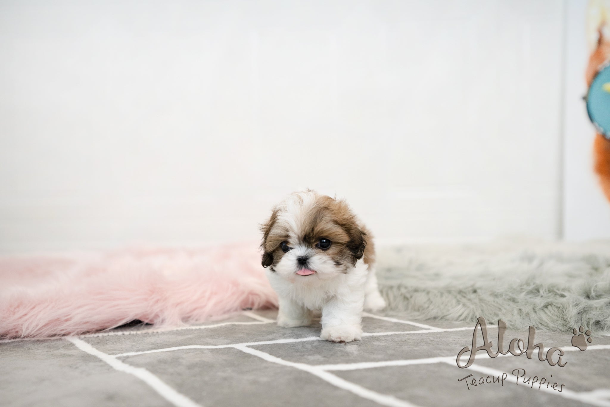 Jarry [TEACUP MALTIPOO]