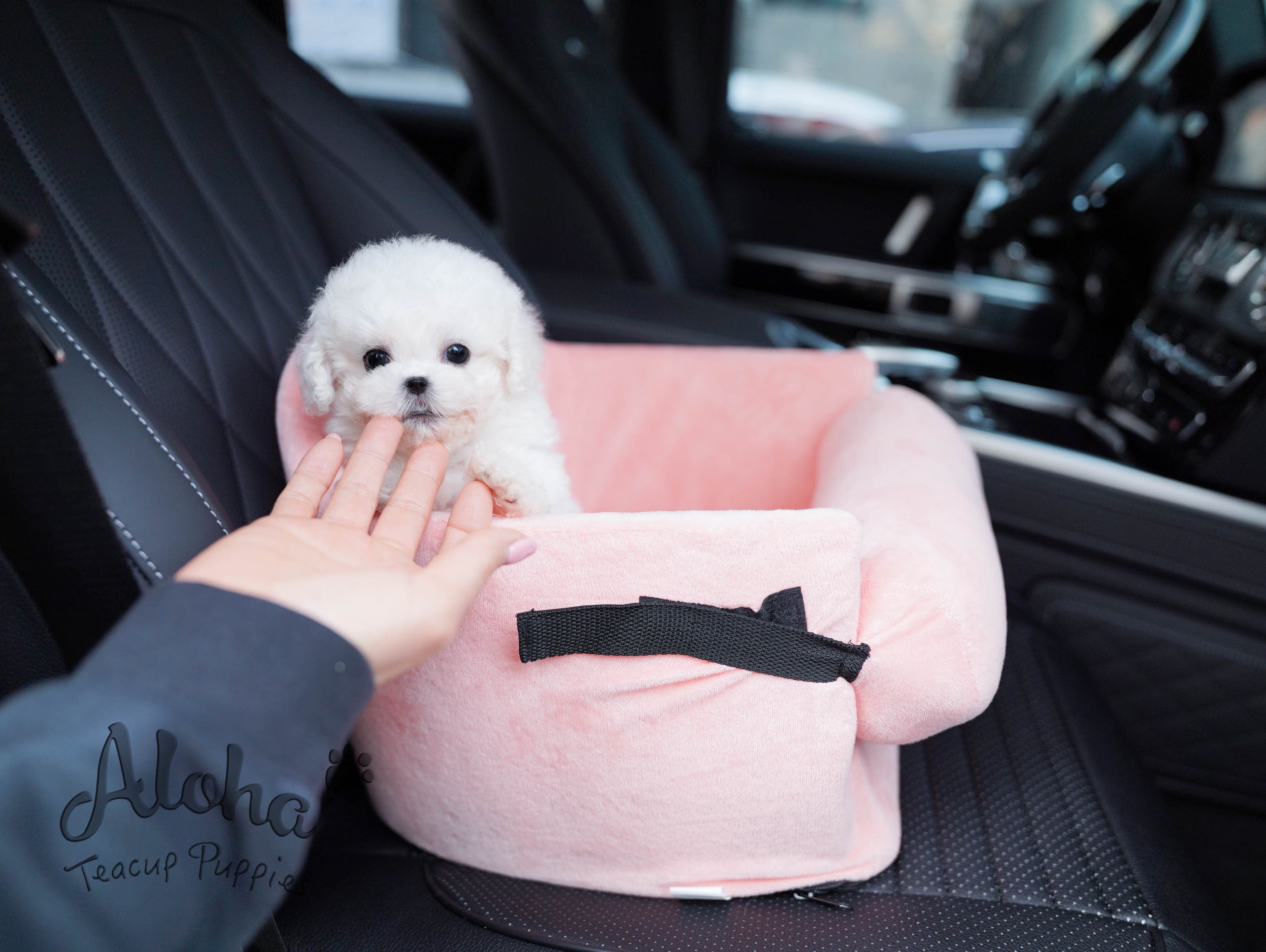 Angel [TEACUP Bichon]