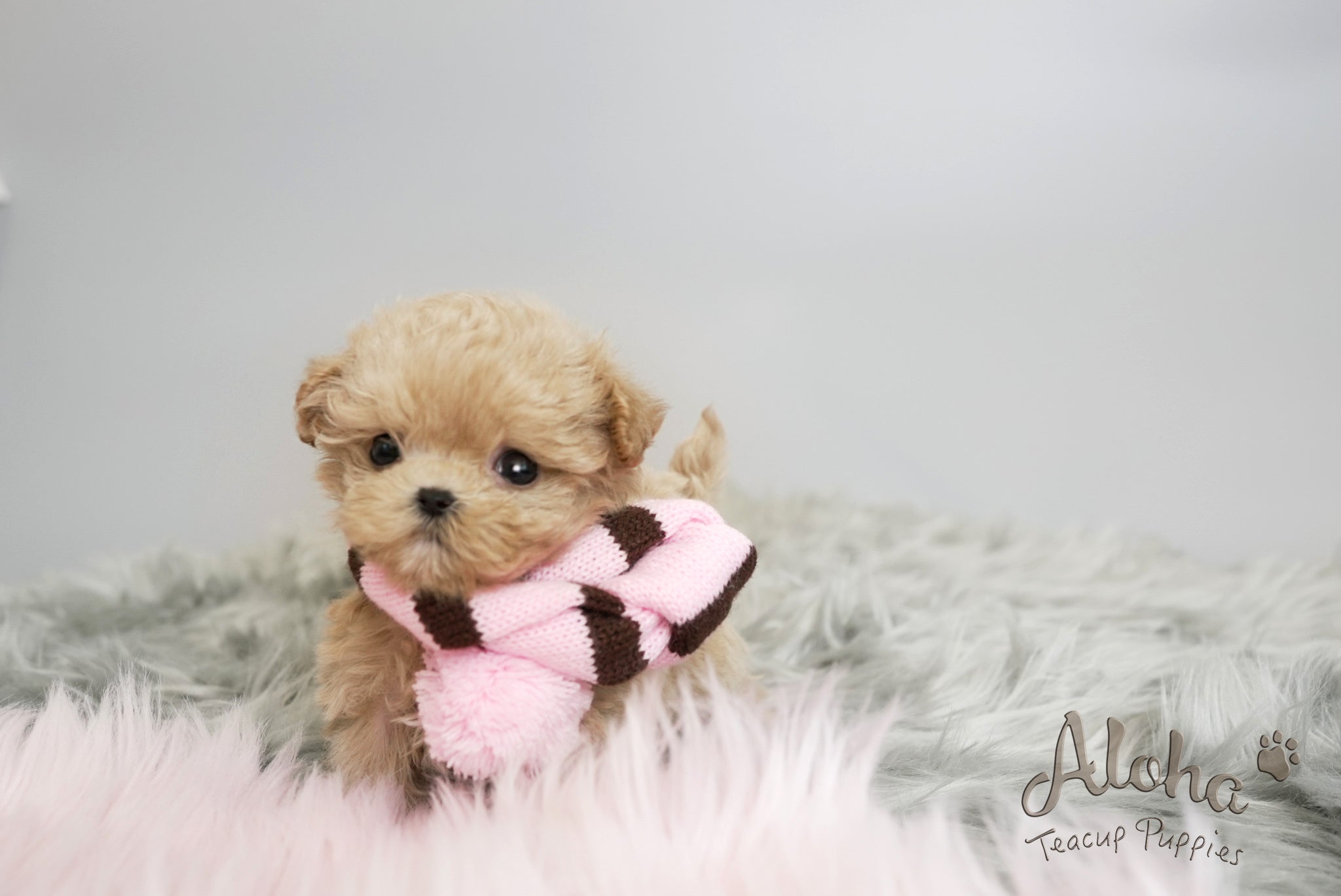 Daisy [TEACUP MALTIPOO]