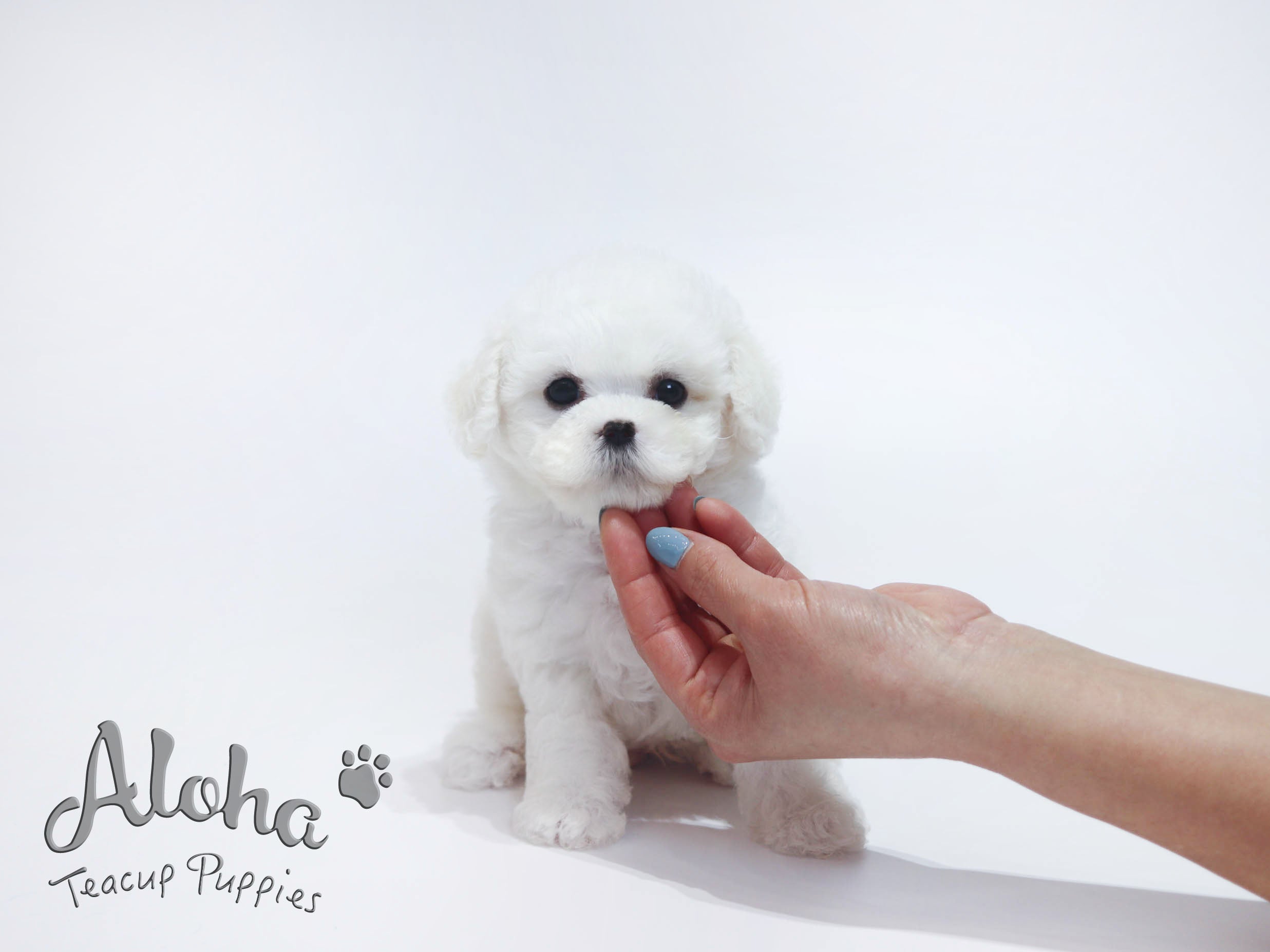 Stella [TEACUP BICHON]