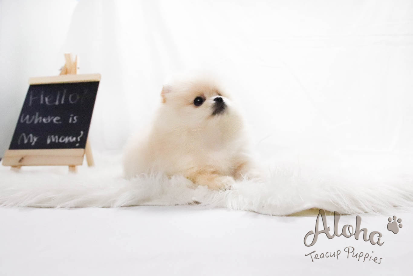 Sold to Jocelyn, ELLA - [Teacup Pomeranian]