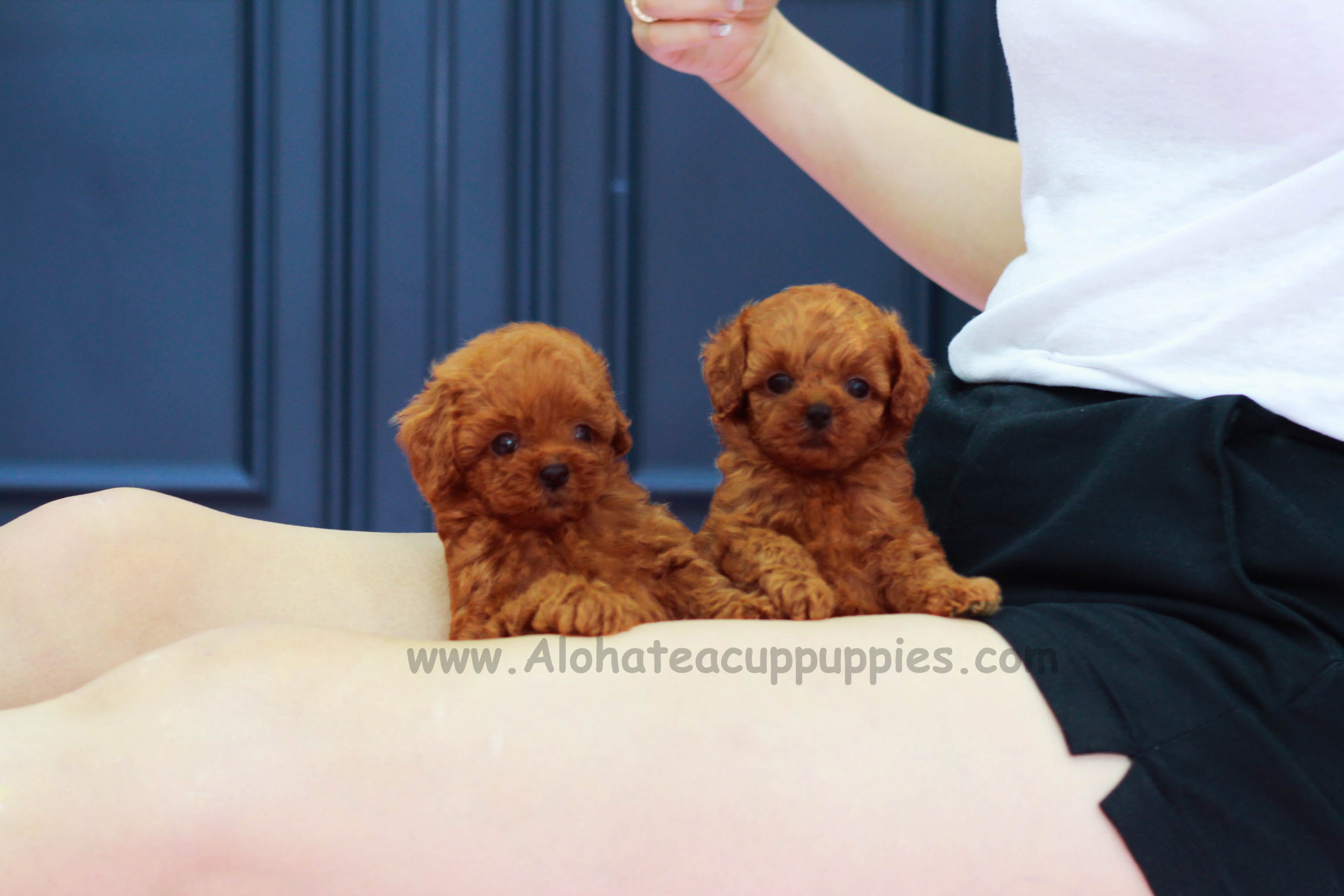 Vendido a Lashawna, Teddy [Caniche Toy]