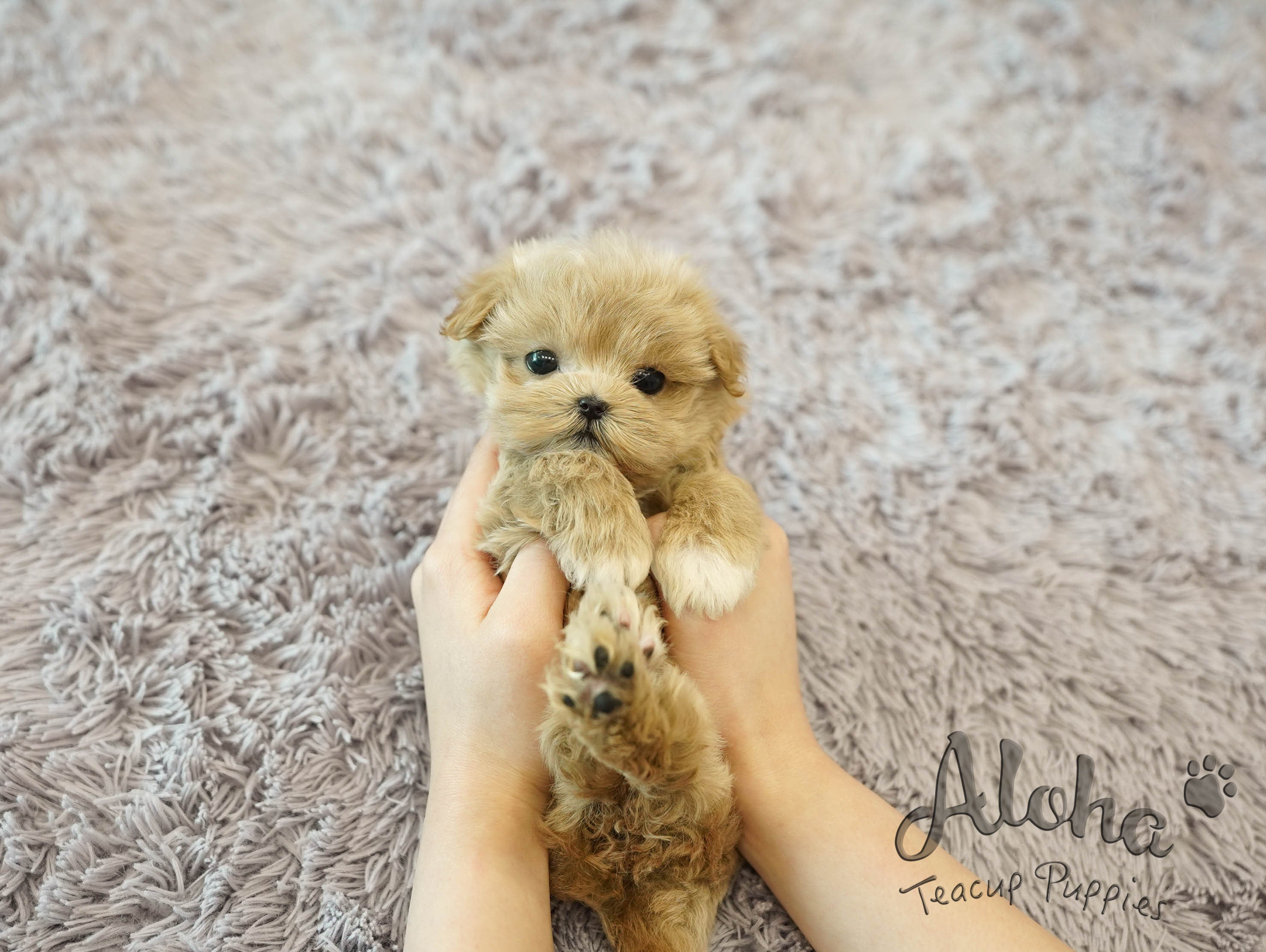 Fiona [TEACUP MALTIPOO]
